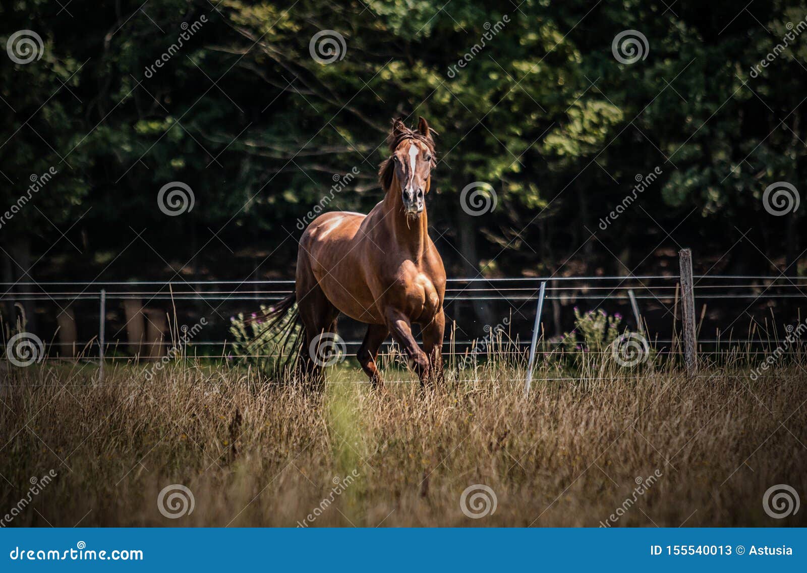 Beautiful Stallion in Motion on the Meadow Stock Image Image of