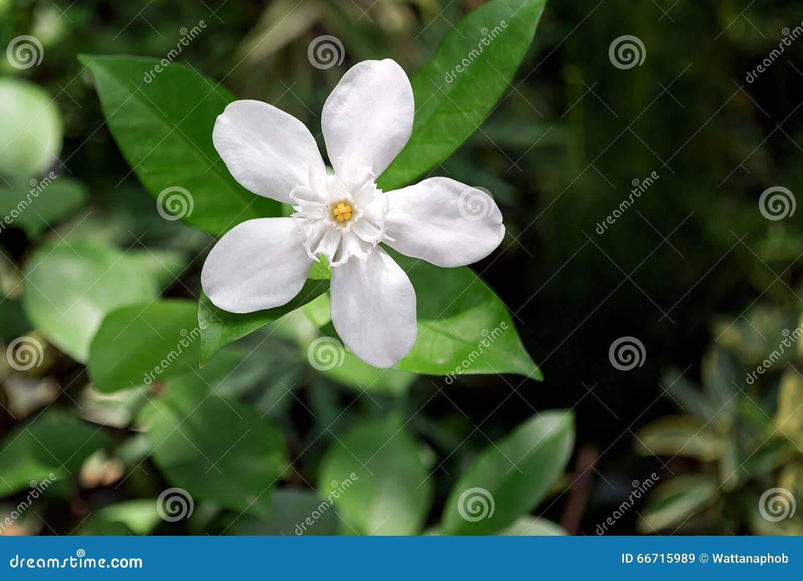 Beautiful Stephanotis Flower. Stock Image - Image of plant, green: 66715989
