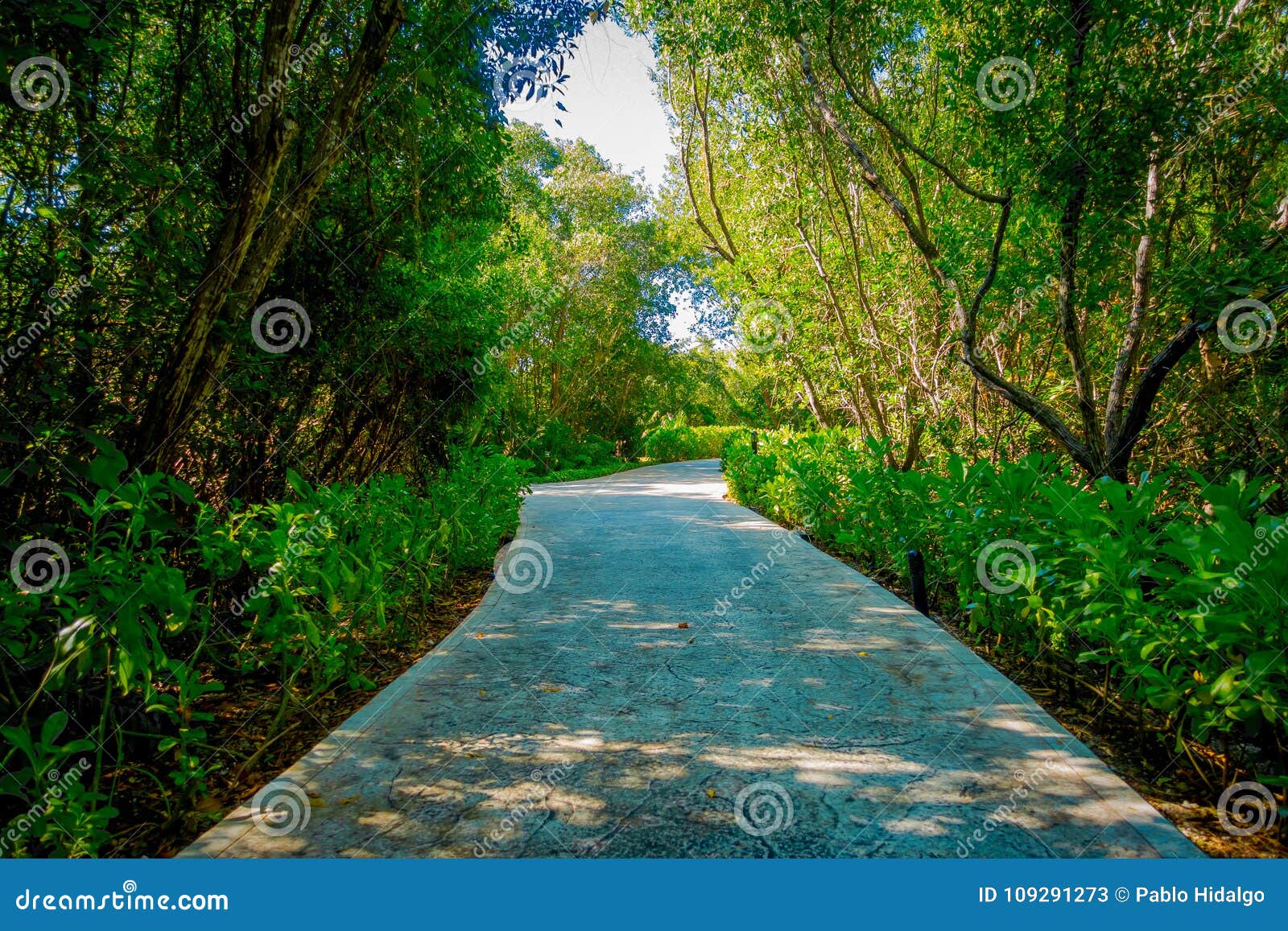 beautiful stone path surrounding of vegetation in playacar neighborhood, playa del carmen, mexico