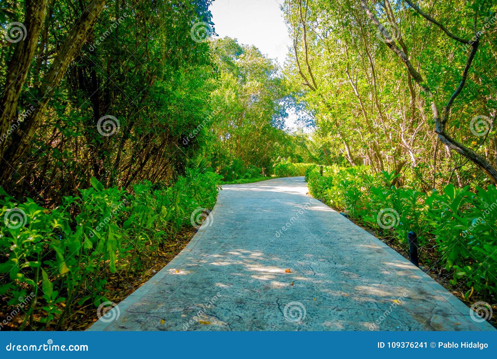 beautiful stone path surrounding of vegetation in playacar neighborhood, playa del carmen, mexico