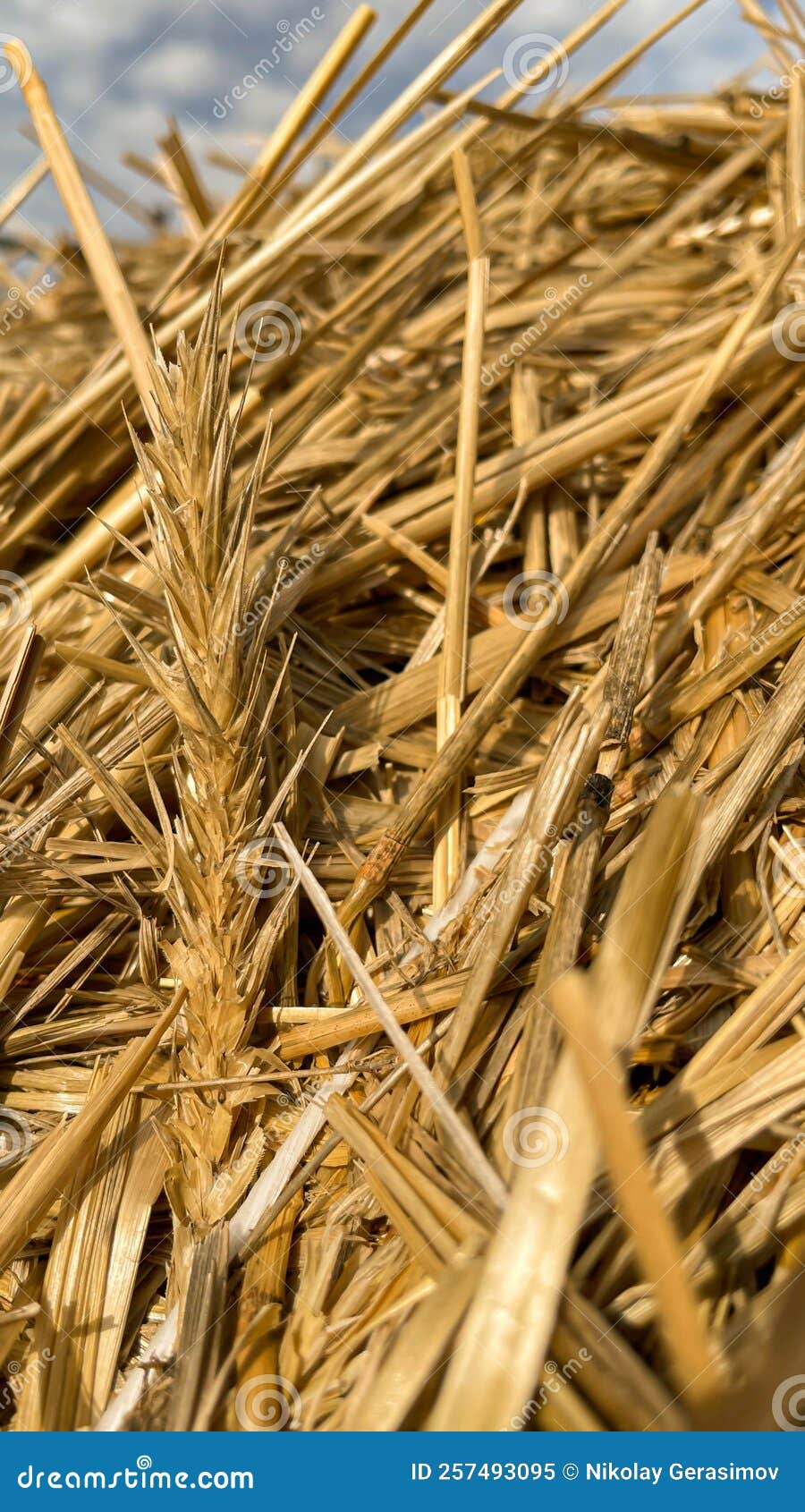 Beautiful Straw Rye Closeup in the Field. Stock Image Image of