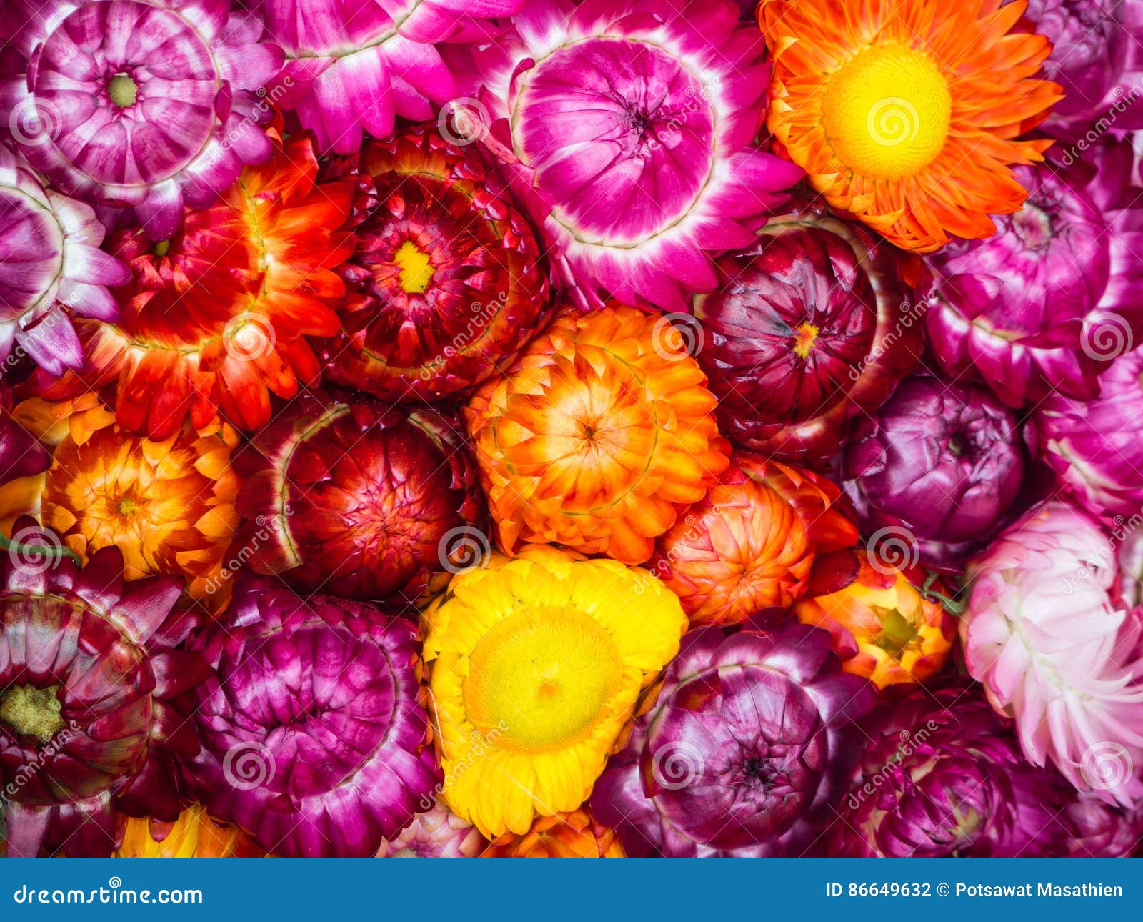 Beautiful Strawflower,dry Flower Stock Photo Image of center, bright