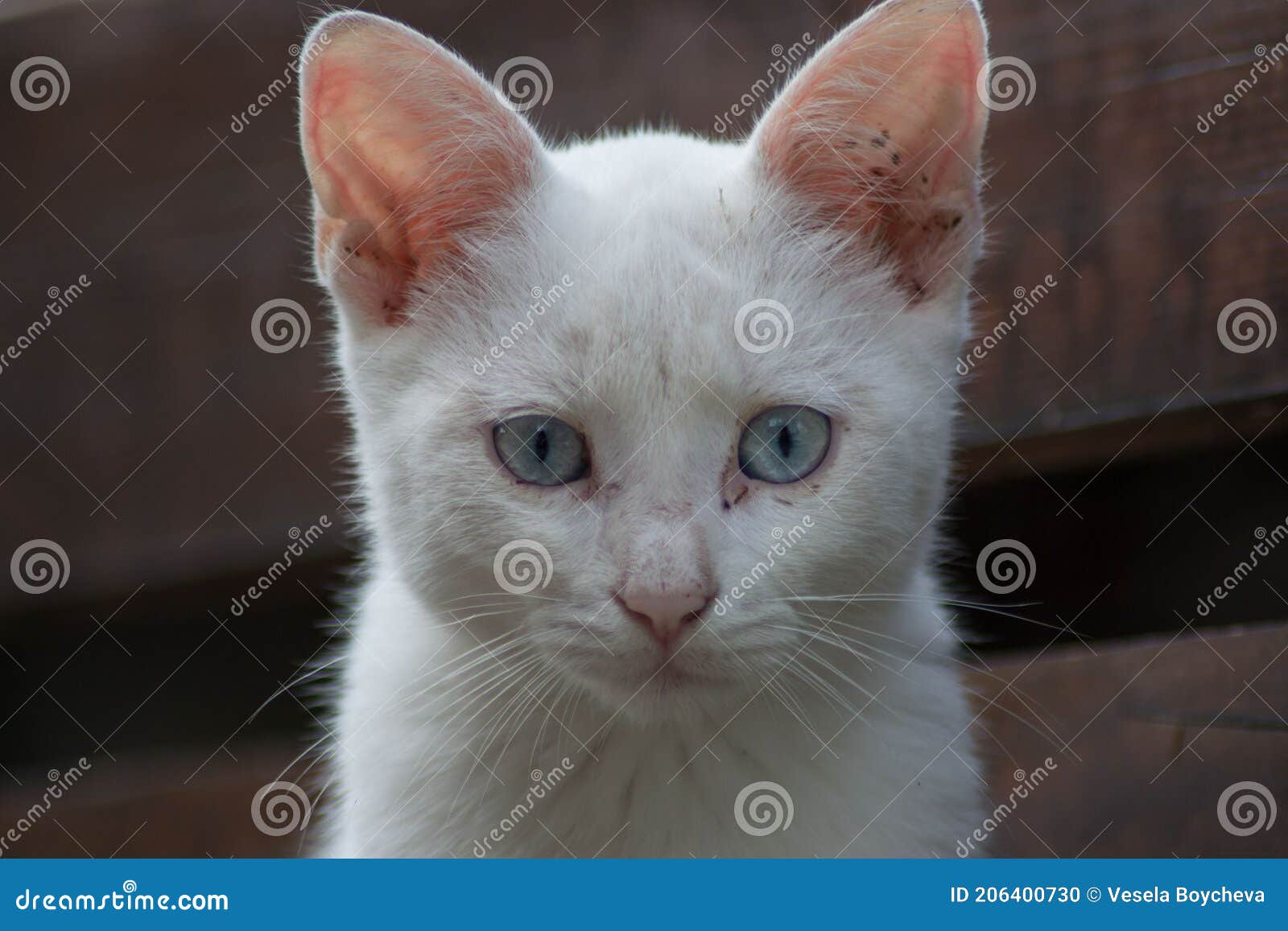 Beautiful Close Up Portrait Of Stray Cat Outdoors Homeless Animal Cute Street Kitty White Cat With Beautiful Blue Eyes Stock Photo Image Of Domestic Abandoned 206400730