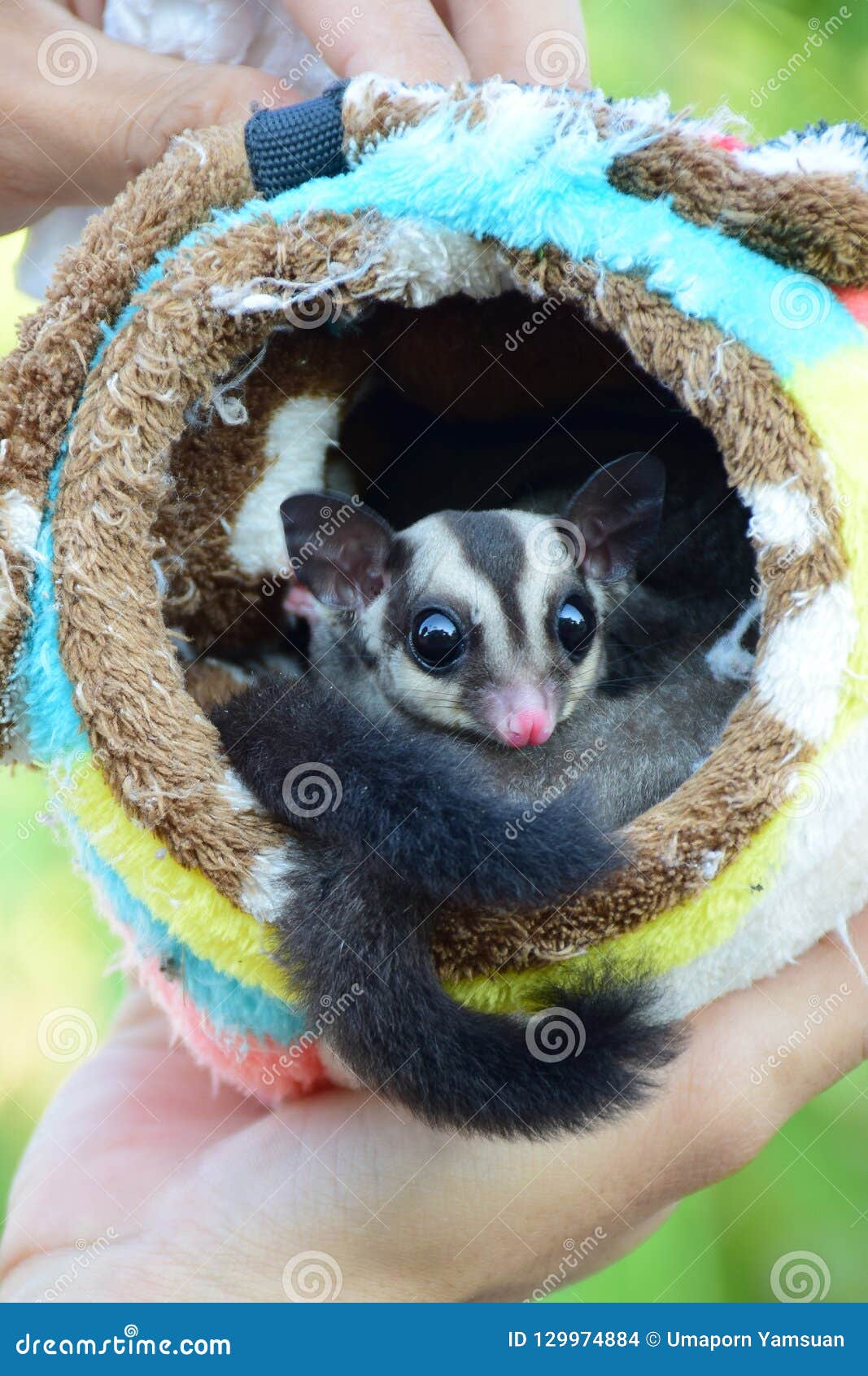 strawberry sugar glider