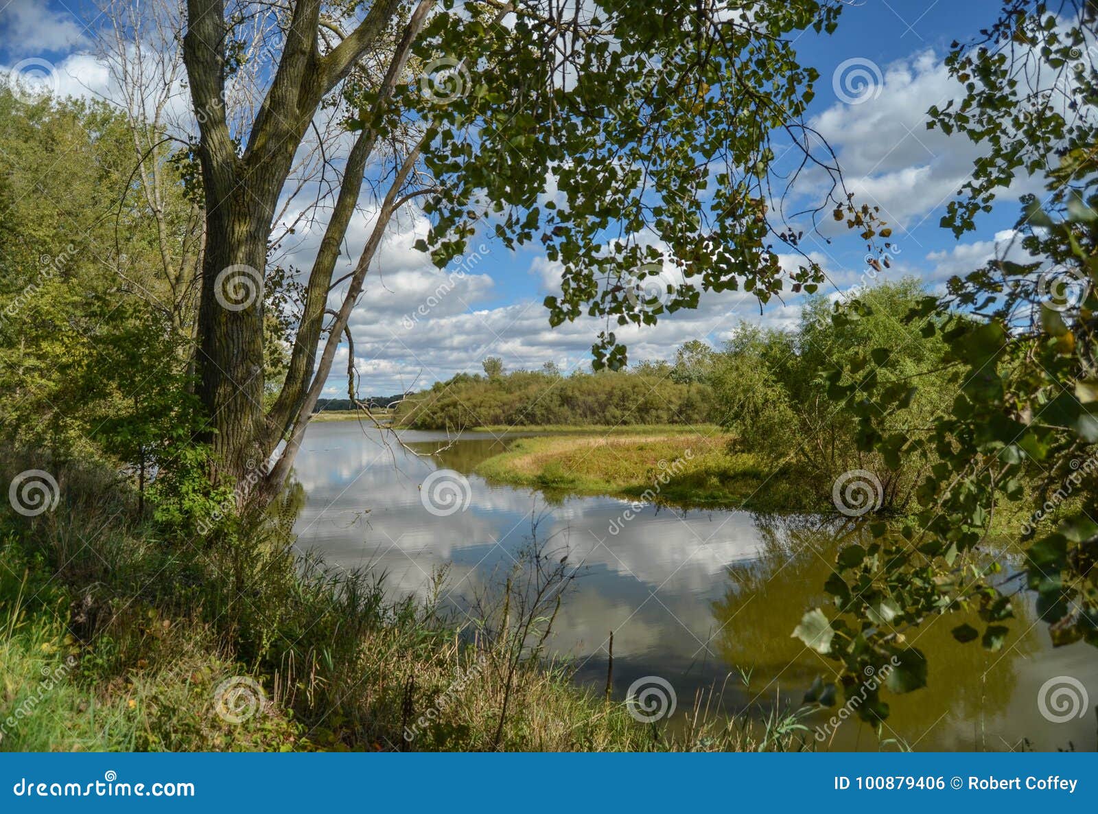 Summer Serenity stock photo. Image of brush, leaves - 100879406