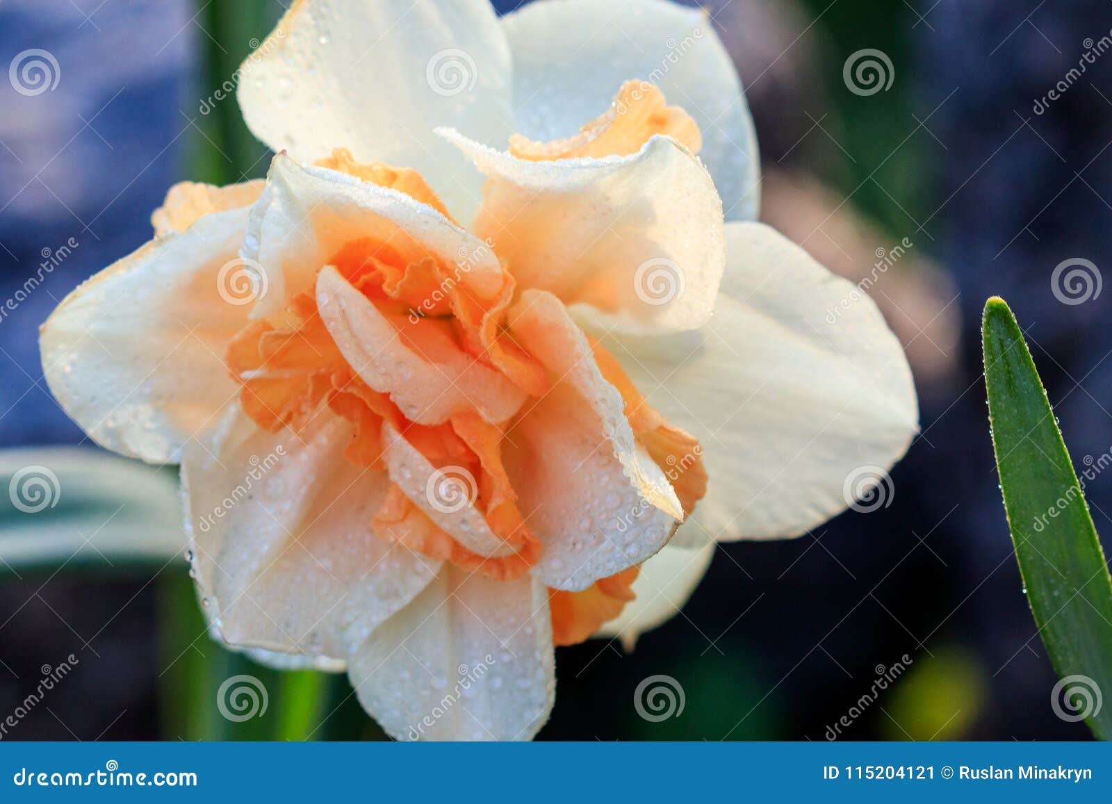 Beautiful Summer Double Daffodils Stock Image Image of bright