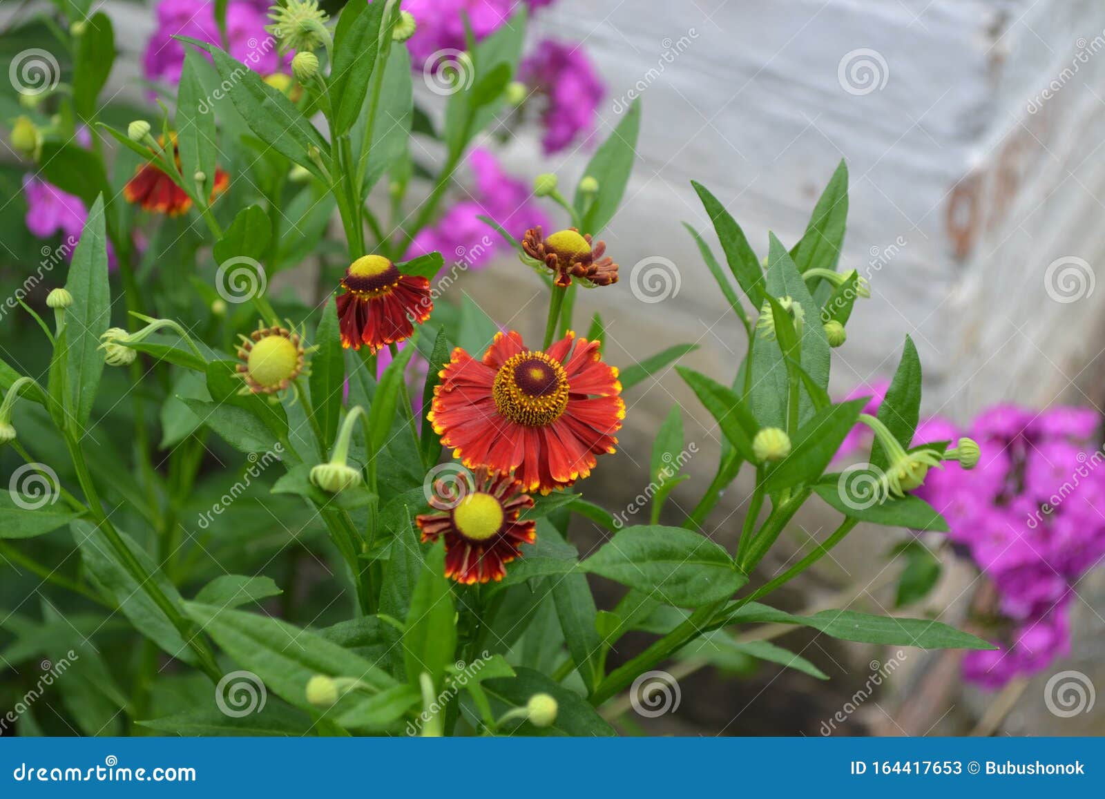 beautiful summer flower. home garden, flower bed. helenium konigstiger. helenium. helenium autumnale