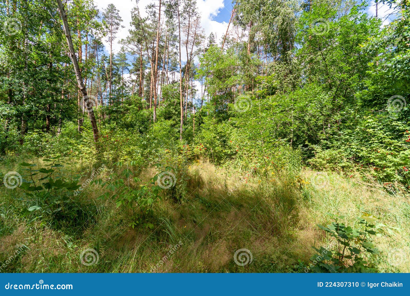 Beautiful Summer Forest on a Sunny Day. Stock Photo - Image of tree ...