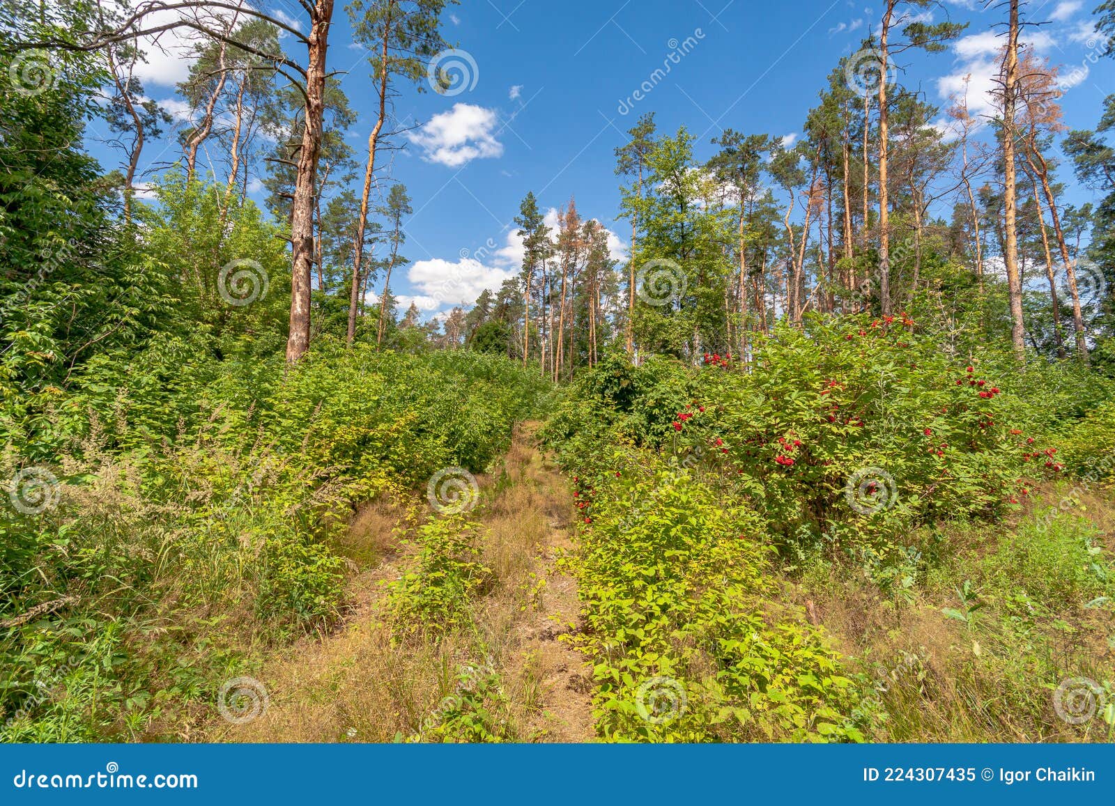 Beautiful Summer Forest on a Sunny Day. Stock Image - Image of summer ...