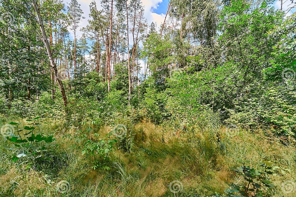 Beautiful Summer Forest on a Sunny Day. Stock Photo - Image of ...