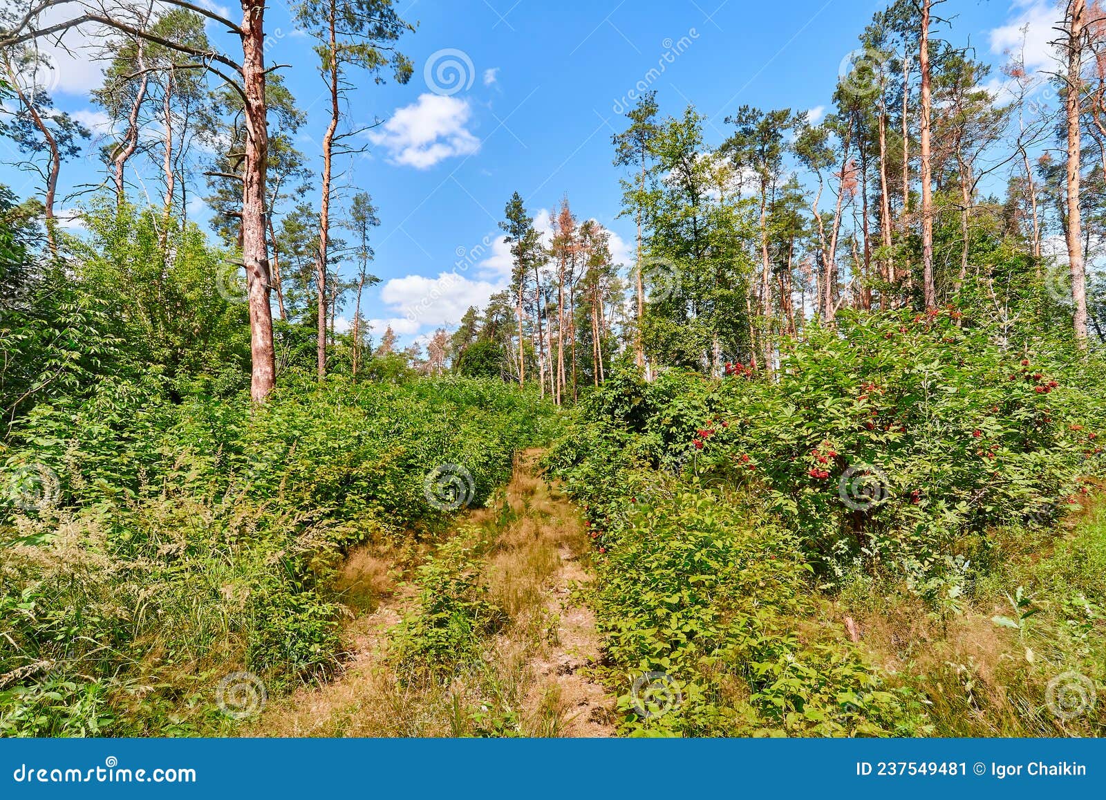 Beautiful Summer Forest on a Sunny Day. Stock Image - Image of road ...