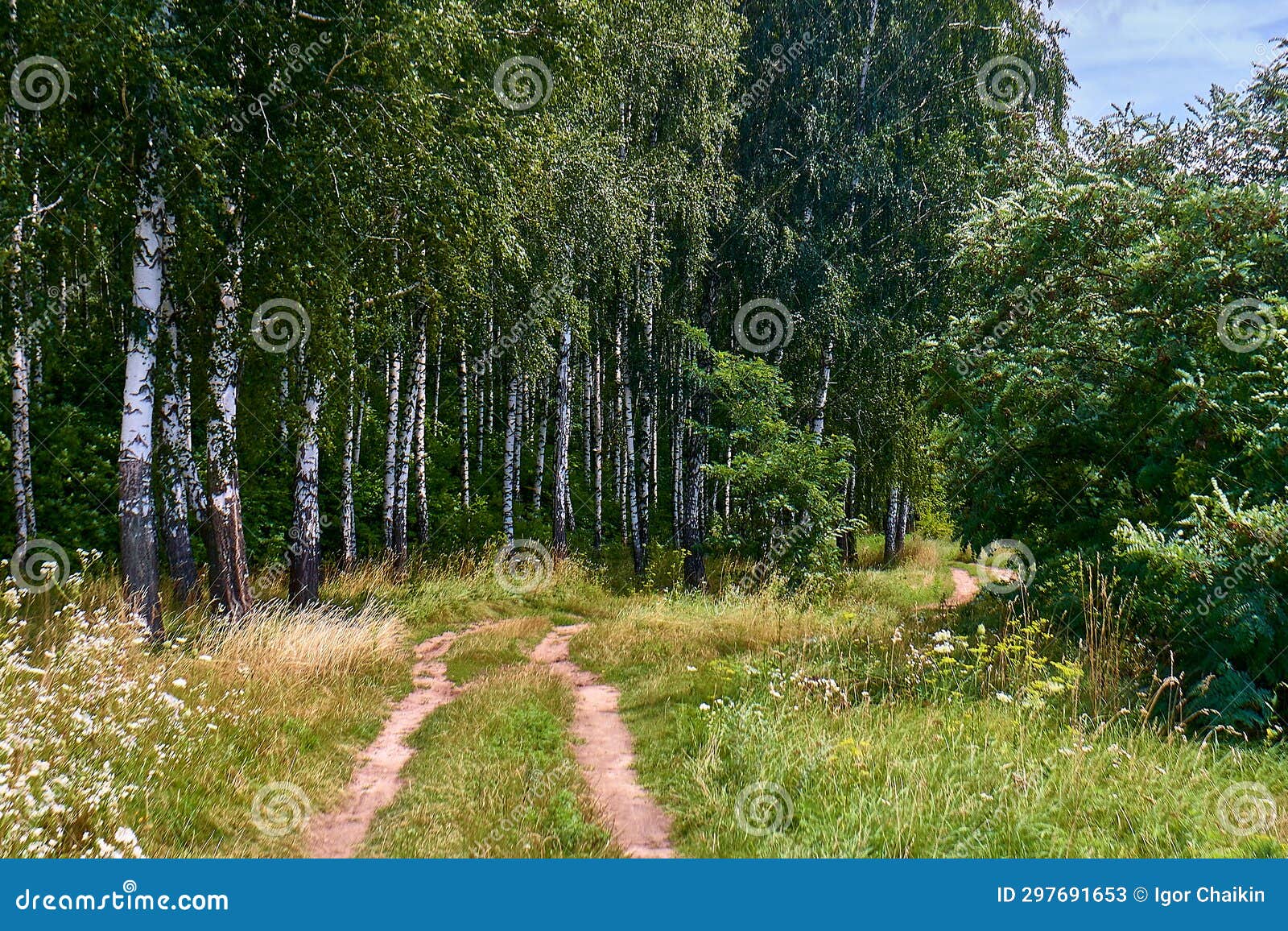 Beautiful Summer Forest on a Sunny Day. Stock Image - Image of meadow ...