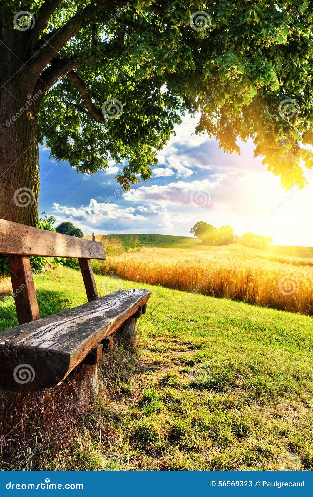 Beautiful Summer Landscape With Wooden Bench Stock Photo