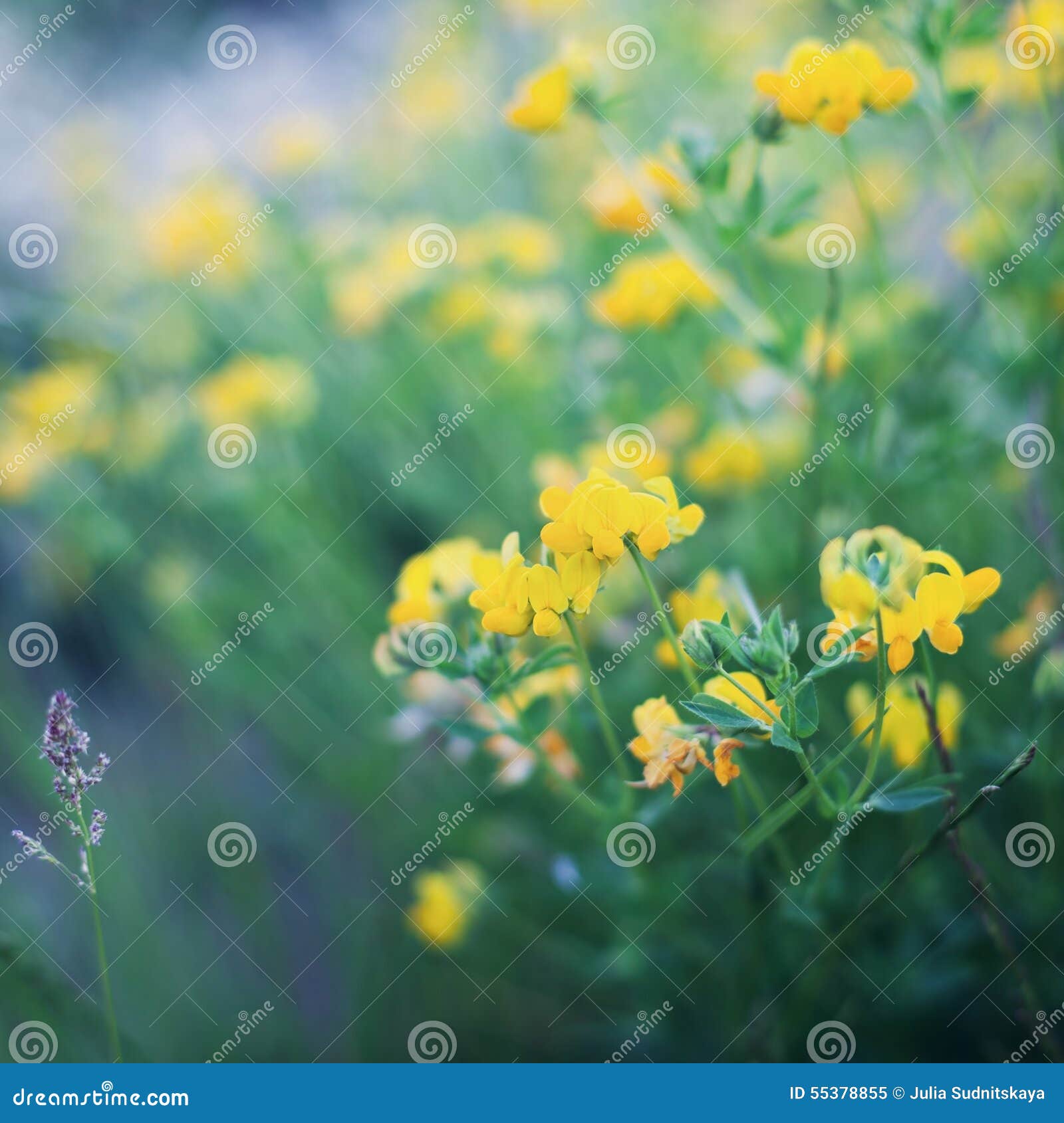 beautiful summer meadow with plant, grass and flowers, natural background, vintage toning