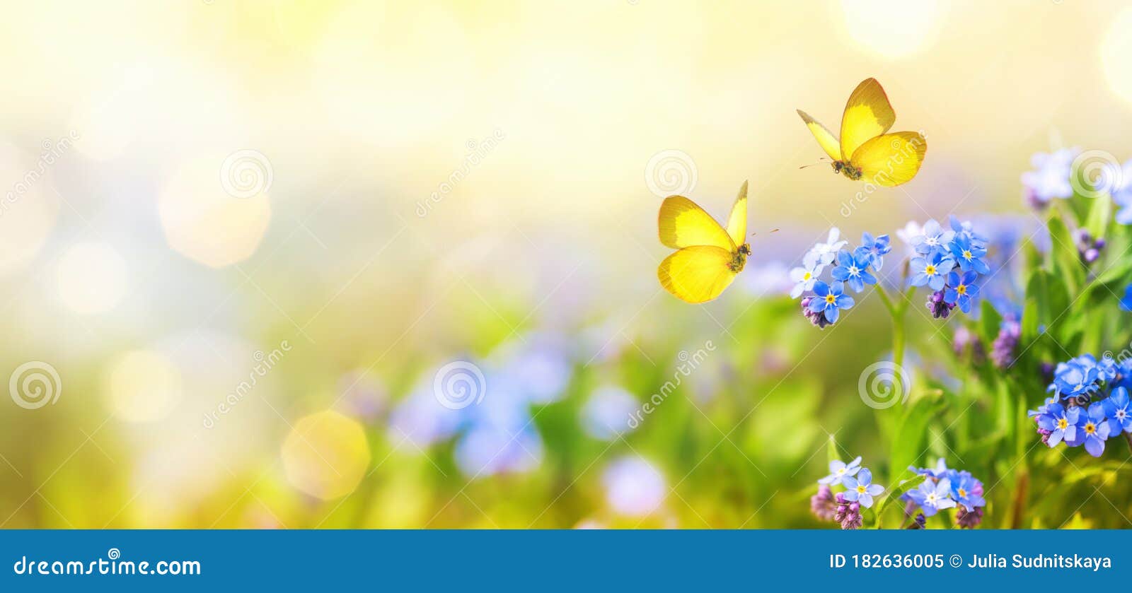 beautiful summer or spring meadow with blue flowers of forget-me-nots and two flying butterflies. wild nature landscape