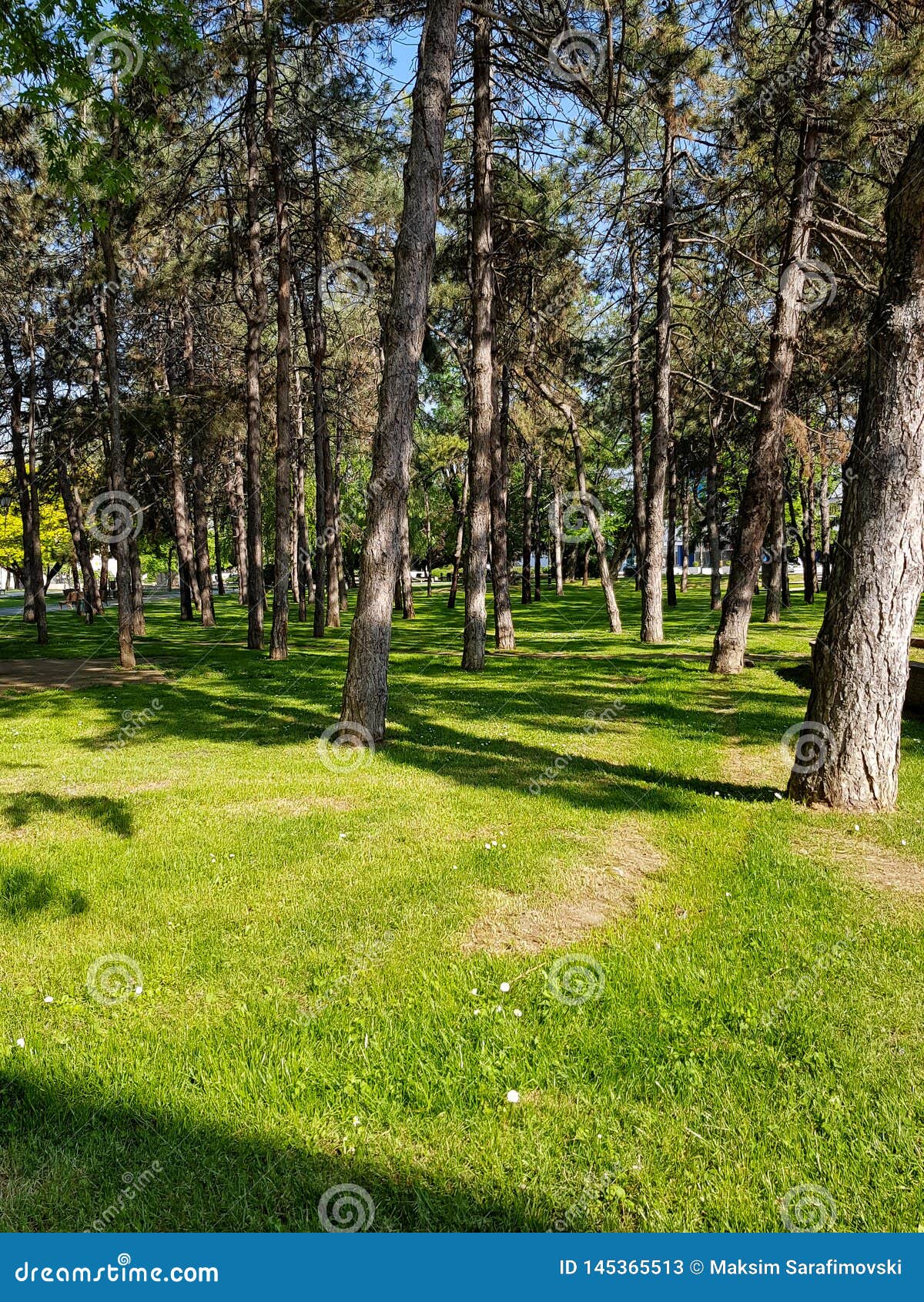 beautiful summer sunny landscape in pine forest with tall slender trunks of coniferous trees, fresh pure air and green