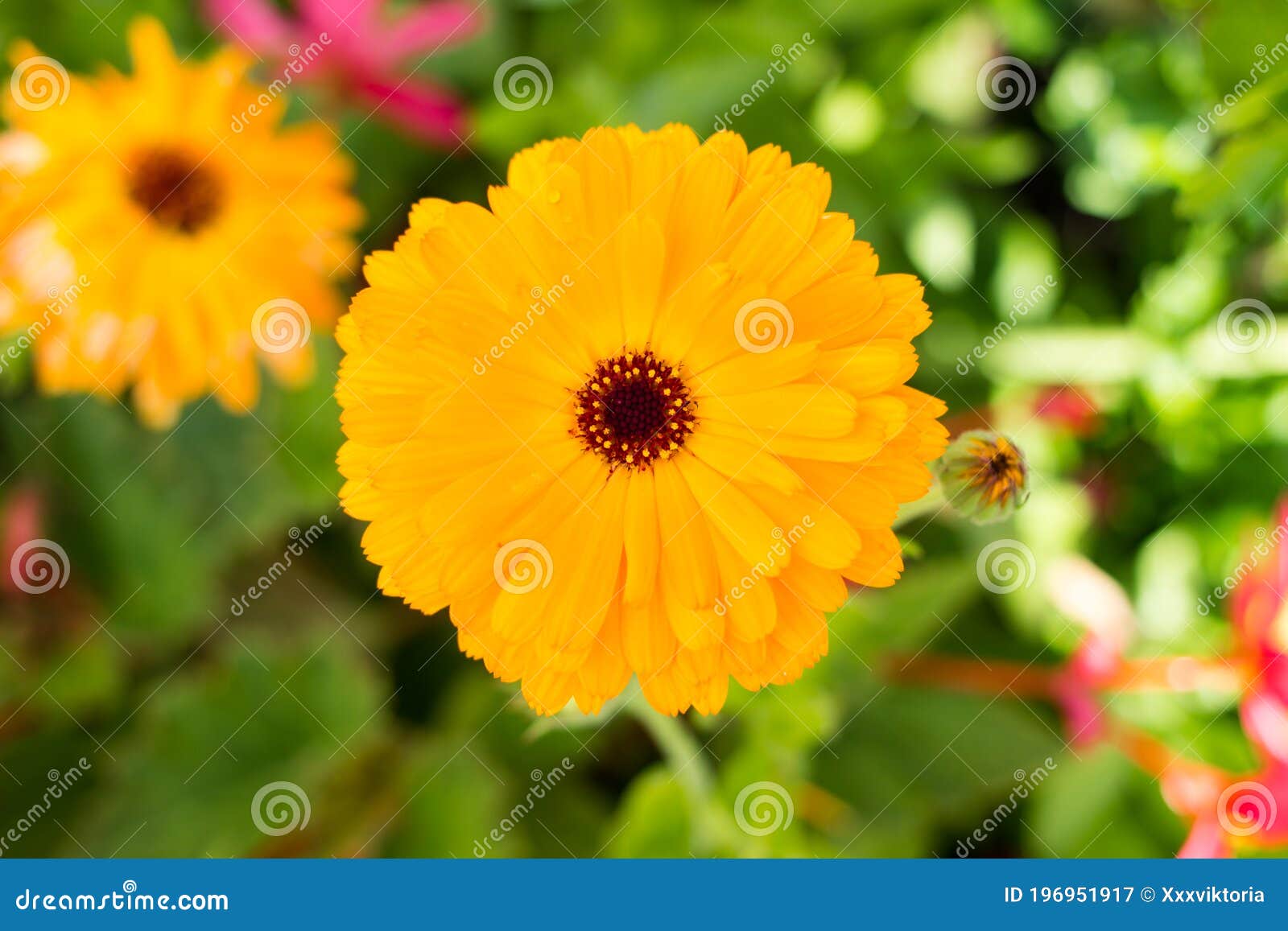 beautiful sun-like calendula flower. medicative herb