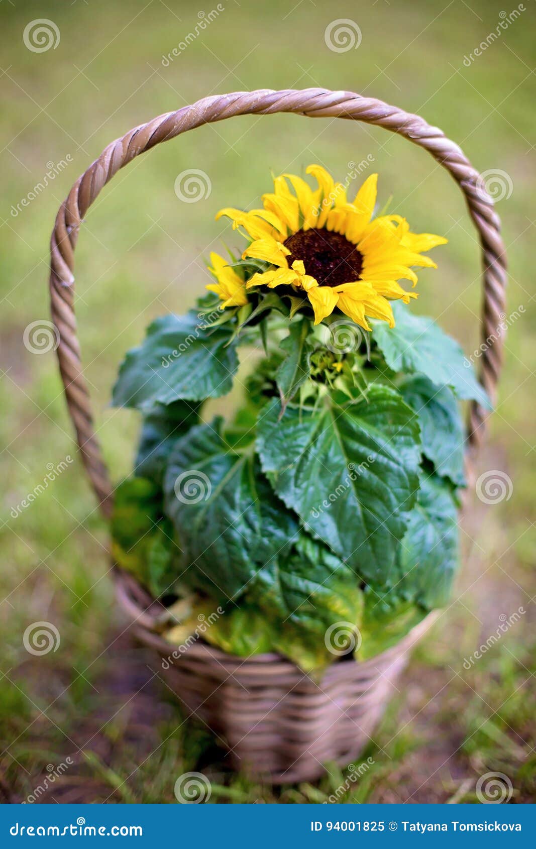 Beautiful Sunflower in a Basket in Garden Stock Image Image of beauty