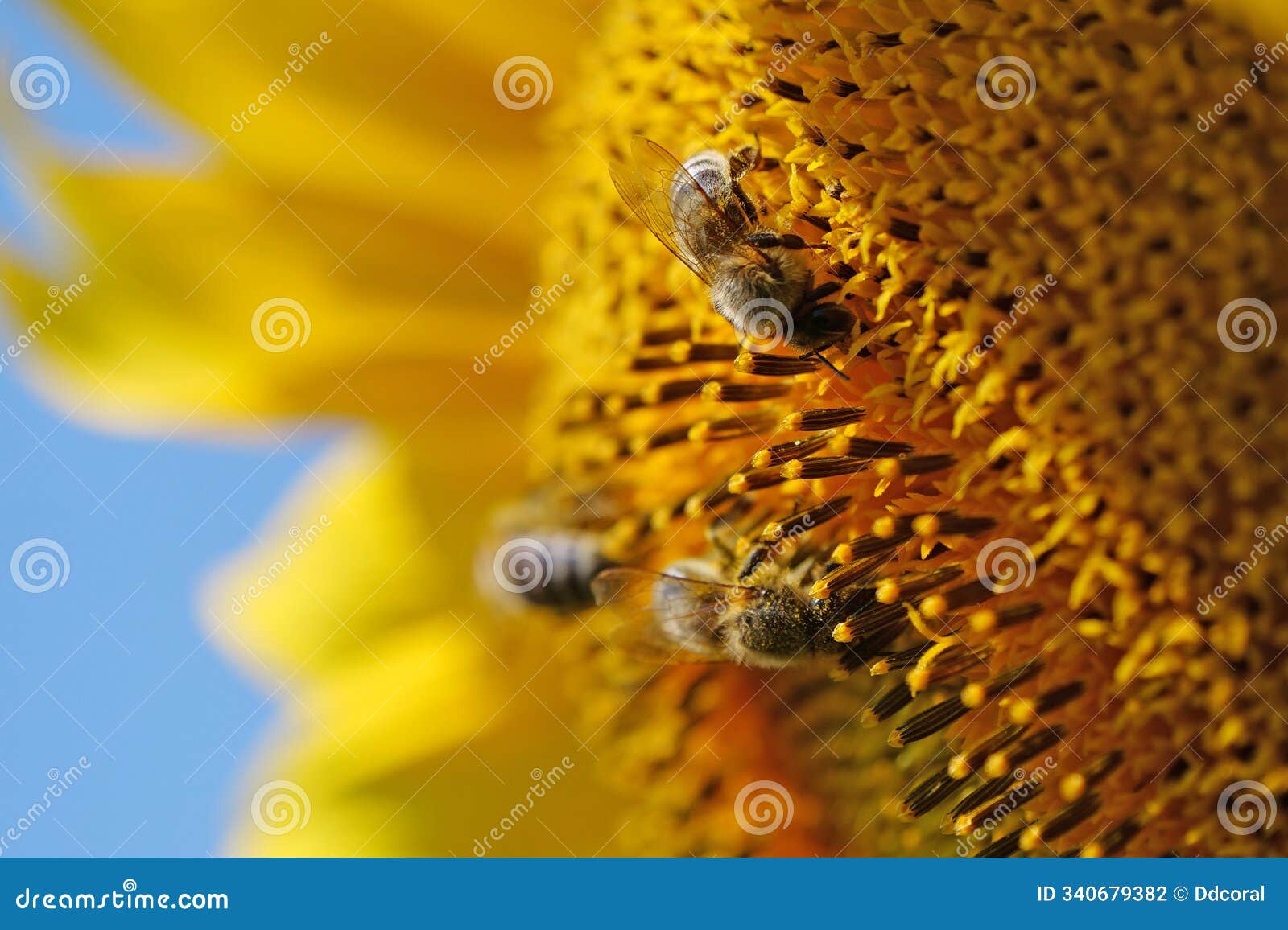 beautiful sunflower with bees, close-up shot