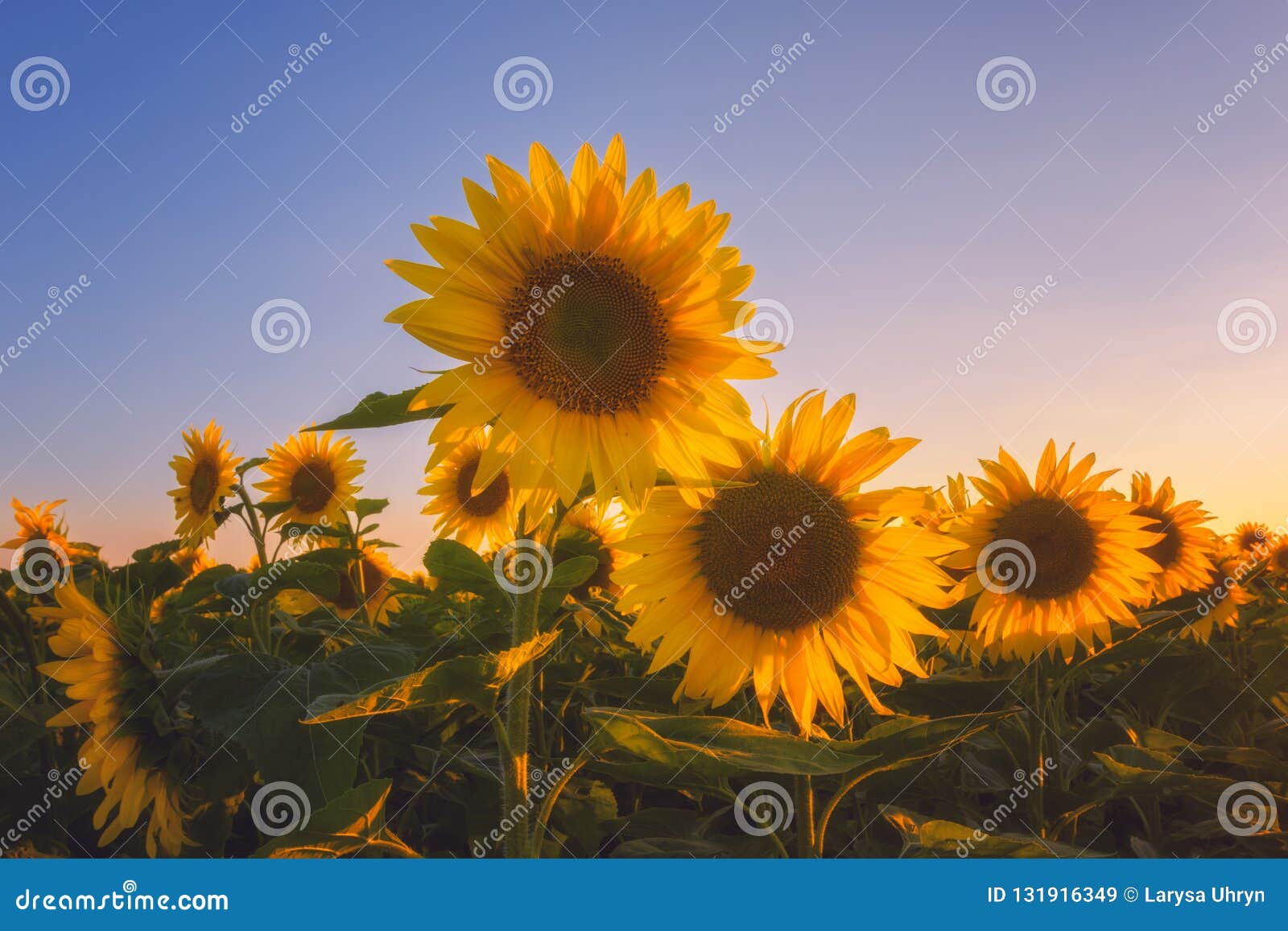 Featured image of post Beautiful Sunflower Sunset Wallpaper This 44 free beautiful sunset wallpapers will amaze several wallpapers fanatic out there