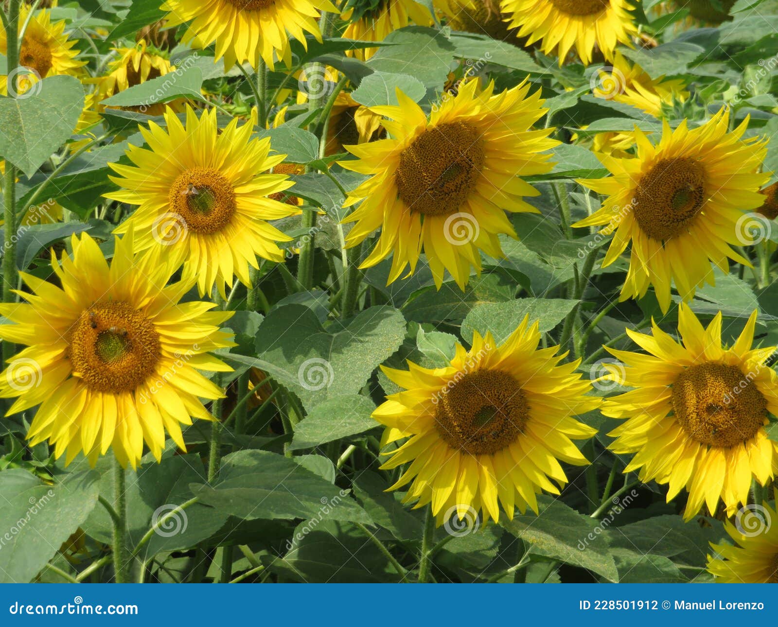 beautiful sunflower flowers large yellow insects petals pollen