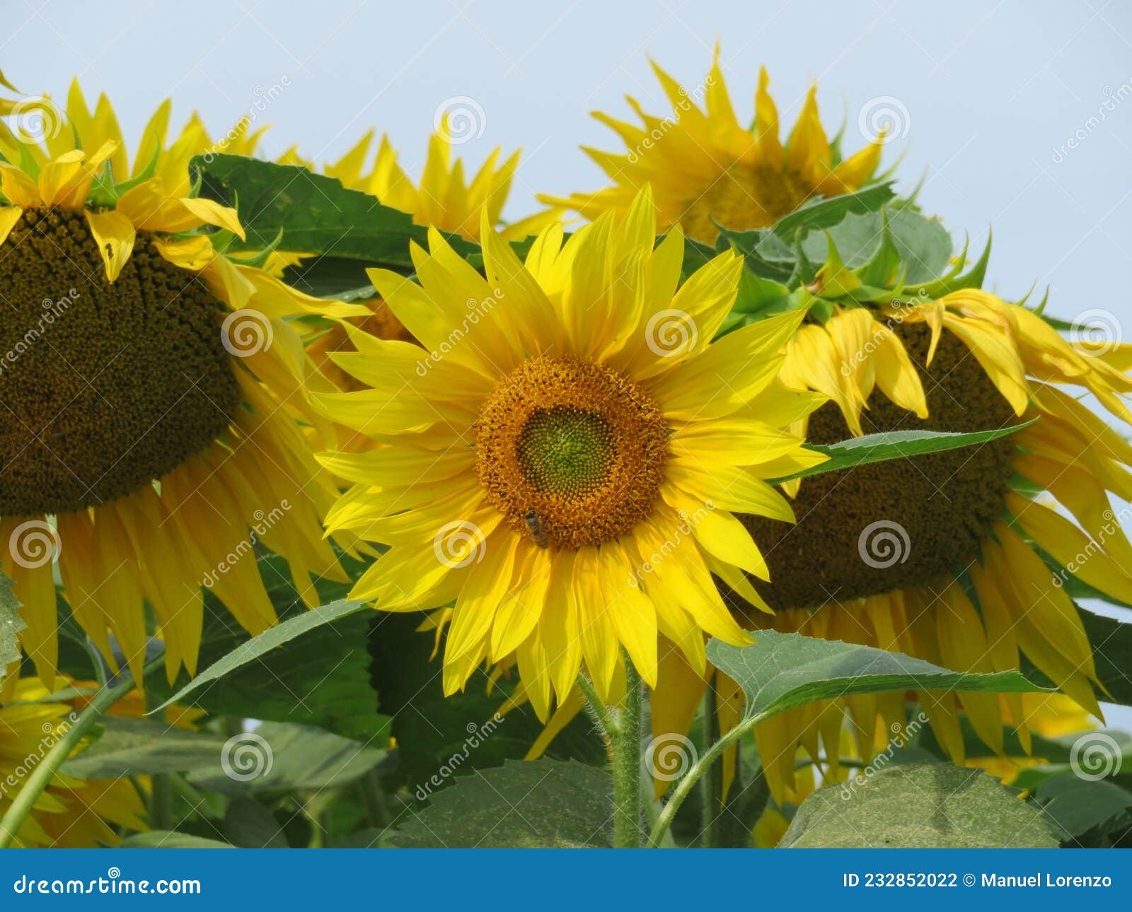 beautiful sunflower flowers large yellow insects petals pollen