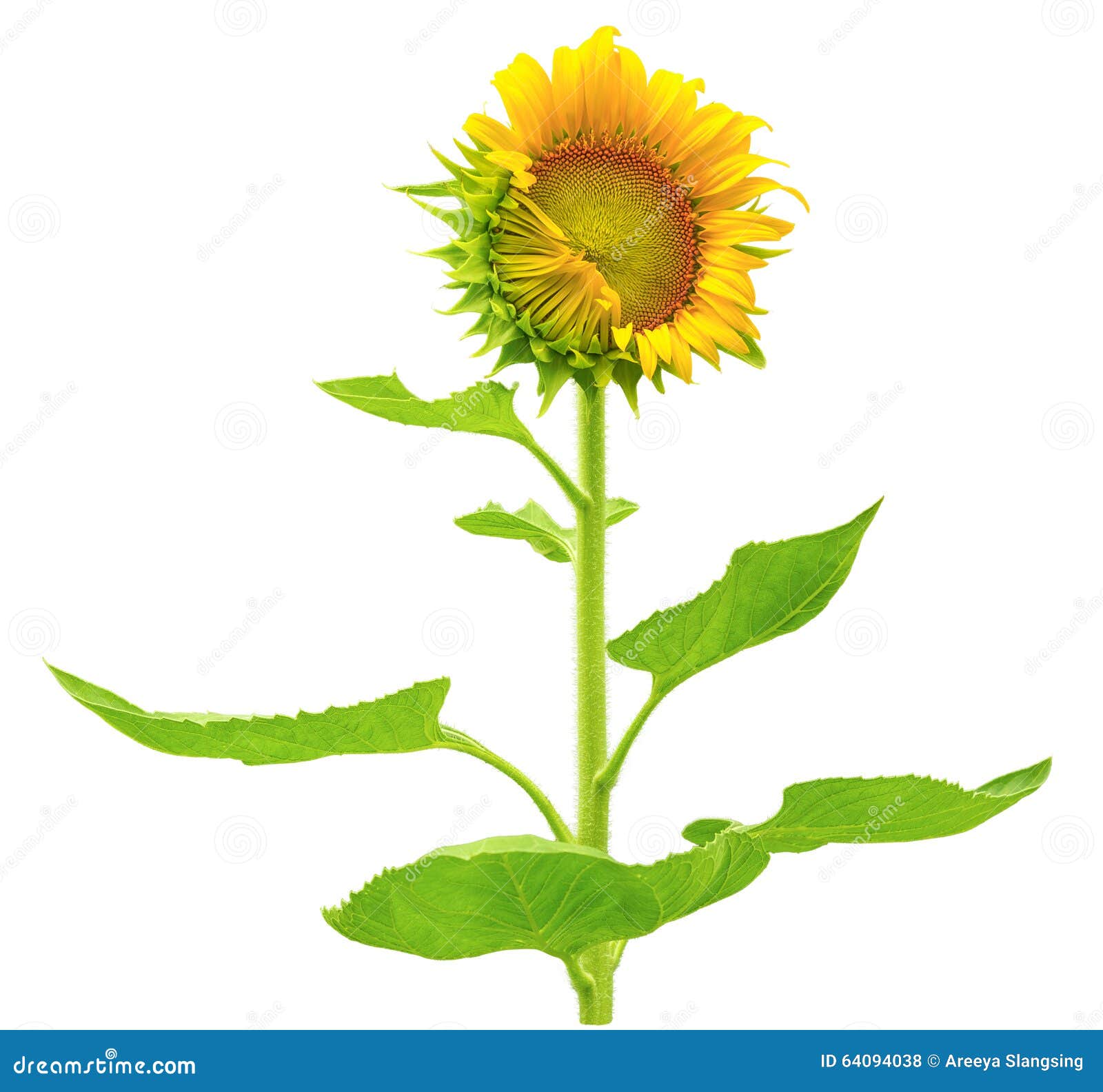 Beautiful Sunflower with Leaves Isolated Stock Photo Image of season