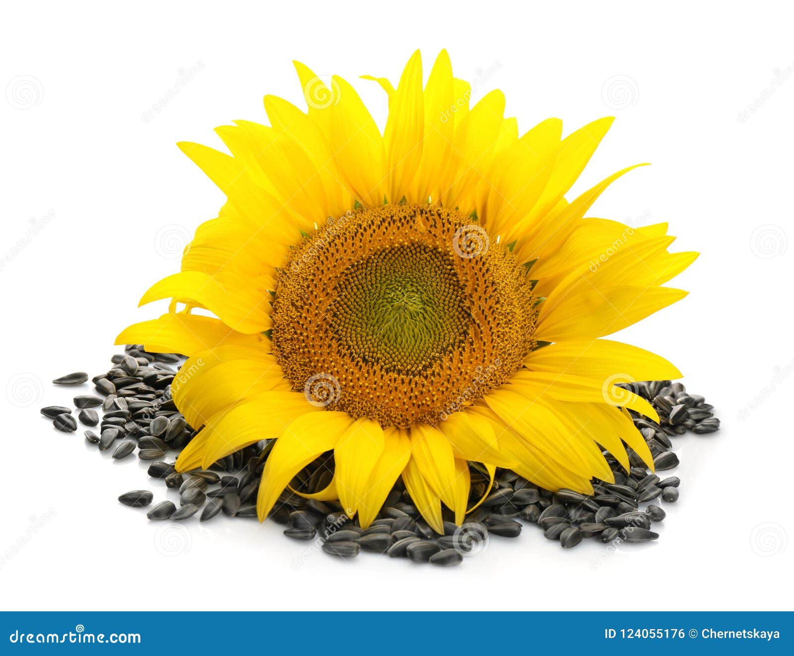 Beautiful Sunflower and Seeds Stock Photo - Image of bright, fresh ...