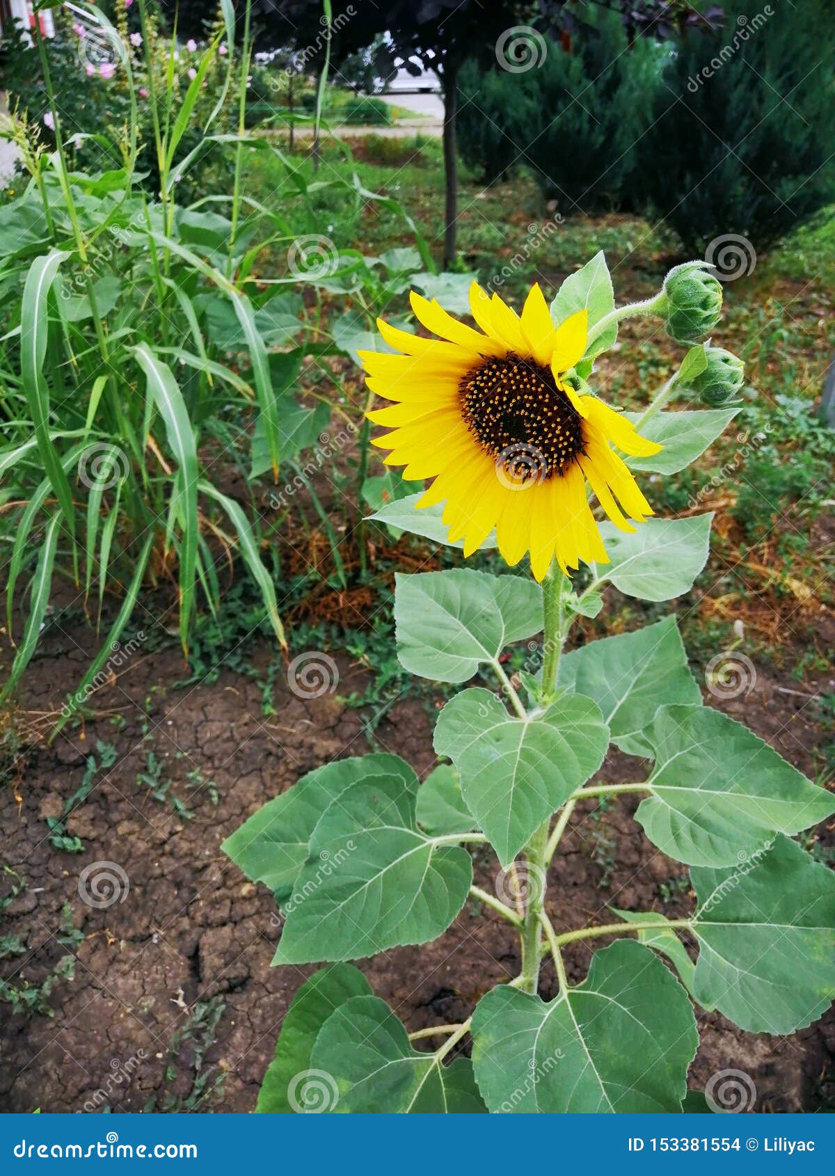 Beautiful Sunflower in Summer in a Flower Bed Stock Photo Image of