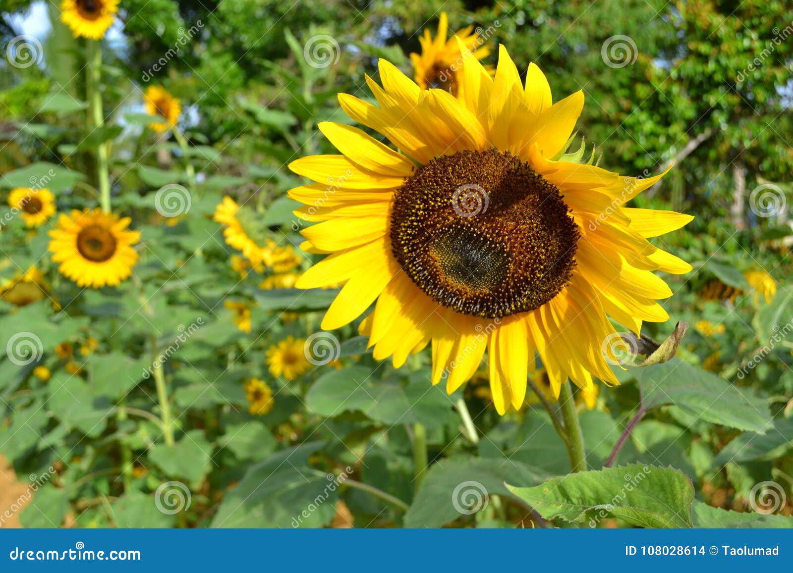 a beautiful sunflower surrounded by sunflowers 2