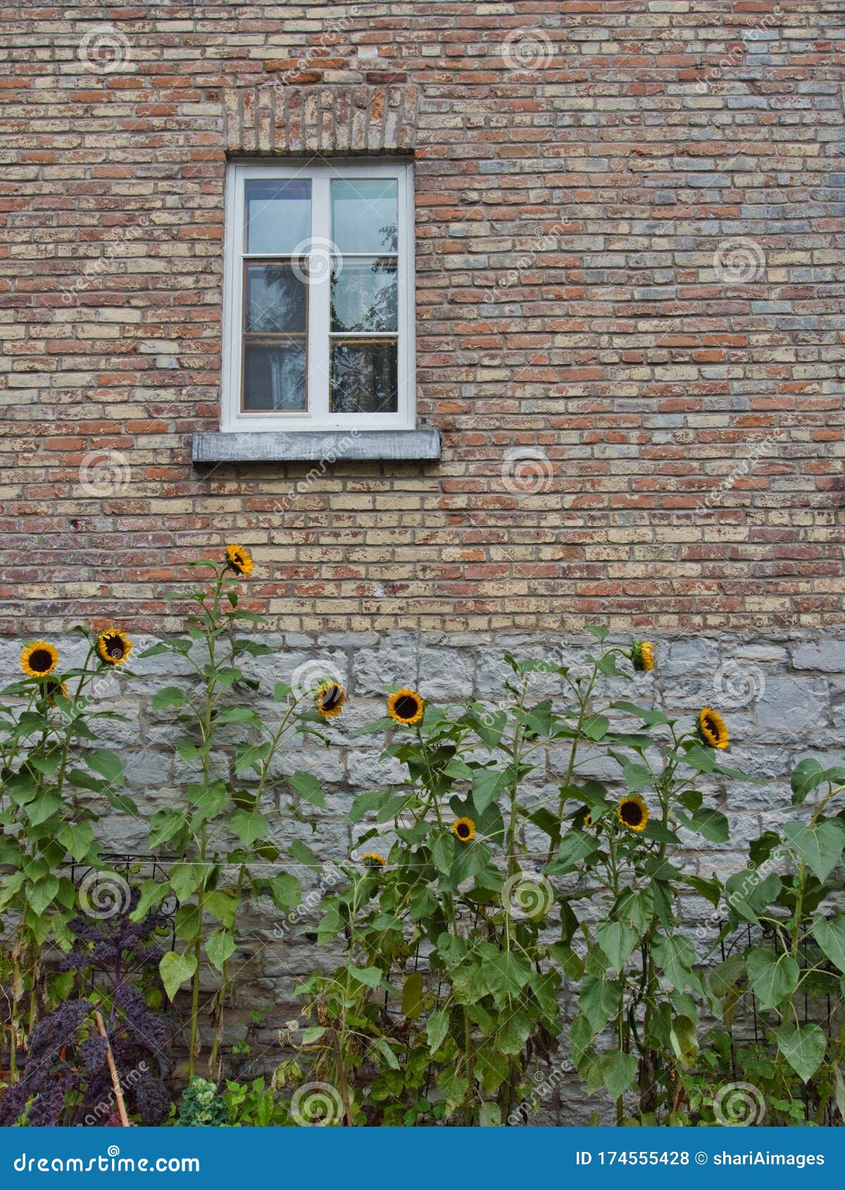 Beautiful Sunflowers Growing in Front of an Old Multicolored Brick and