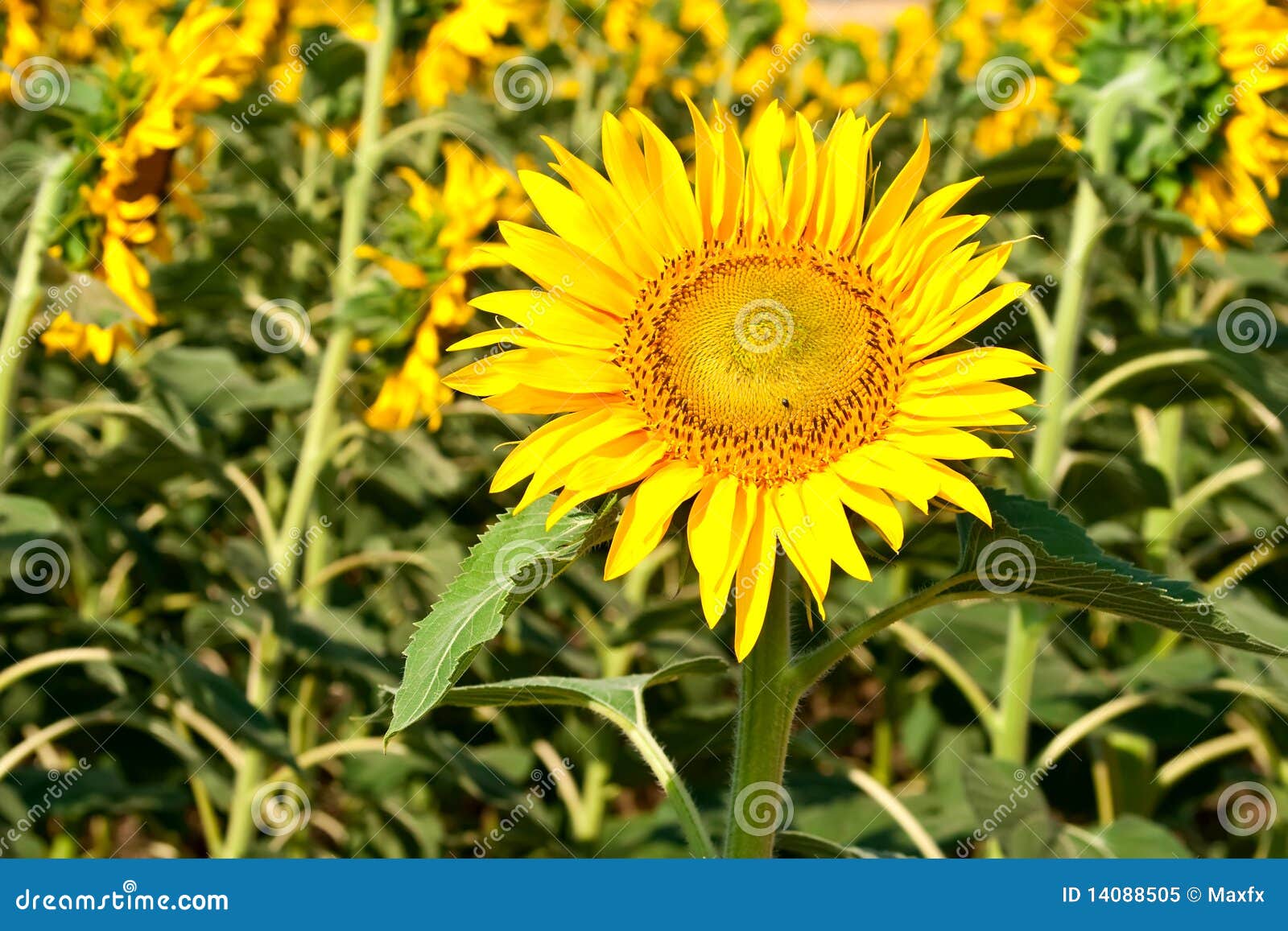 Beautiful Sunflowers in Summer Season Stock Image Image of bloom