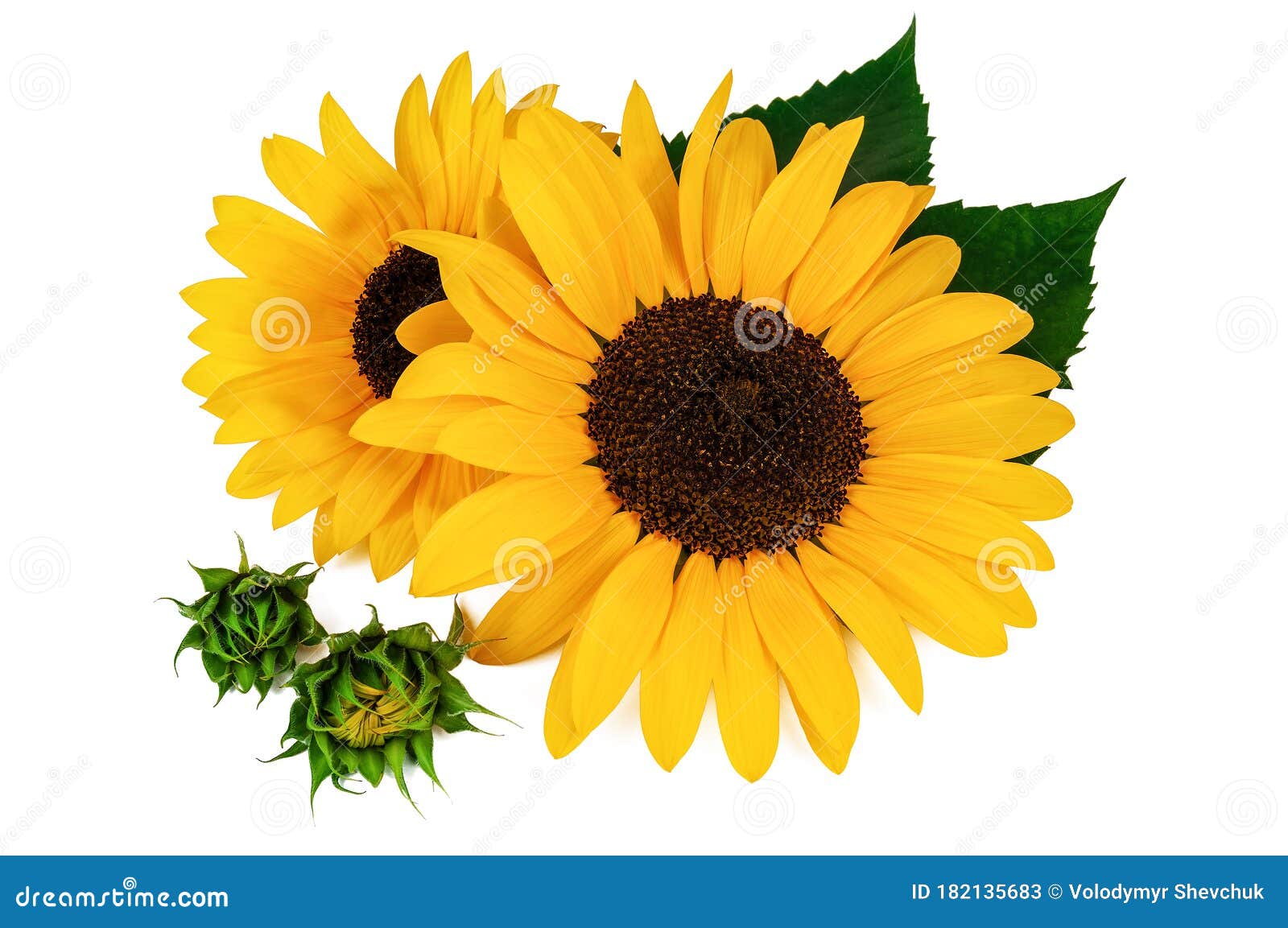 Beautiful Sunflowers on White Stock Image Image of green, seed 182135683