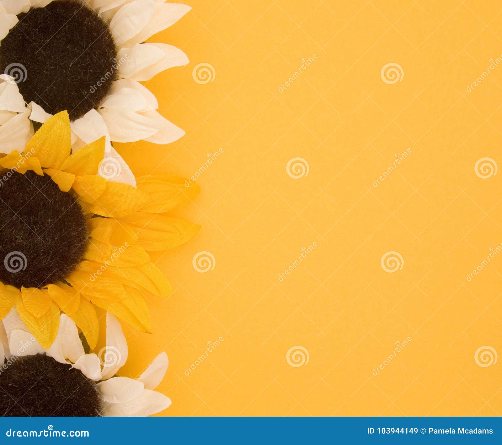 Spring Floral Background - Sunflowers with Customizable Space Stock Image -  Image of writing, white: 103944149