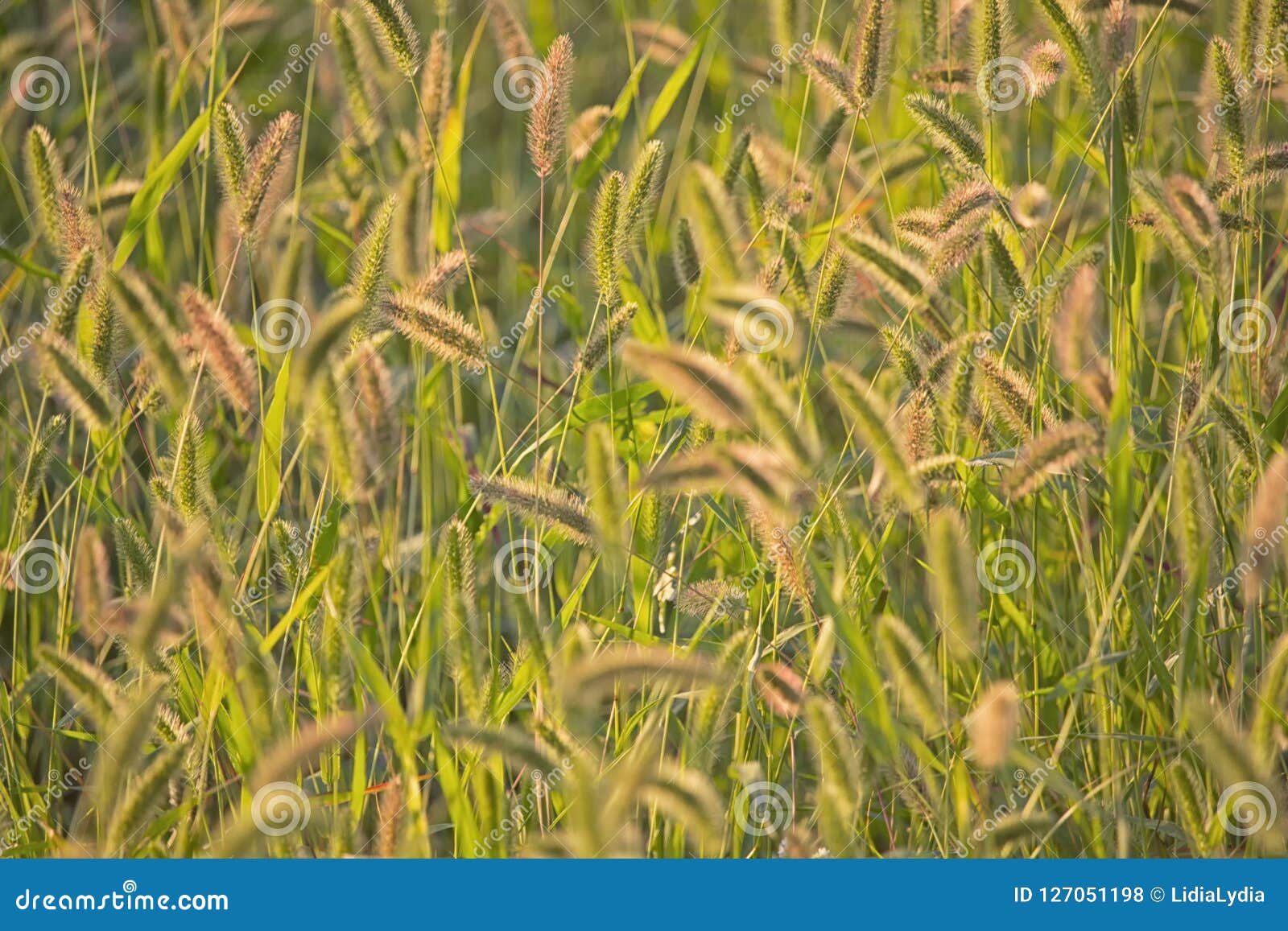 Shiny grass in a meadow stock photo. Image of barley - 127051198