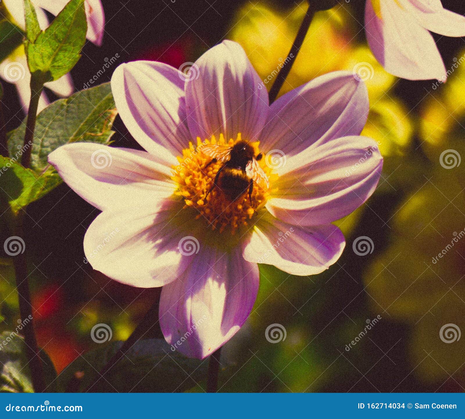 beautiful sunny day bee flower
