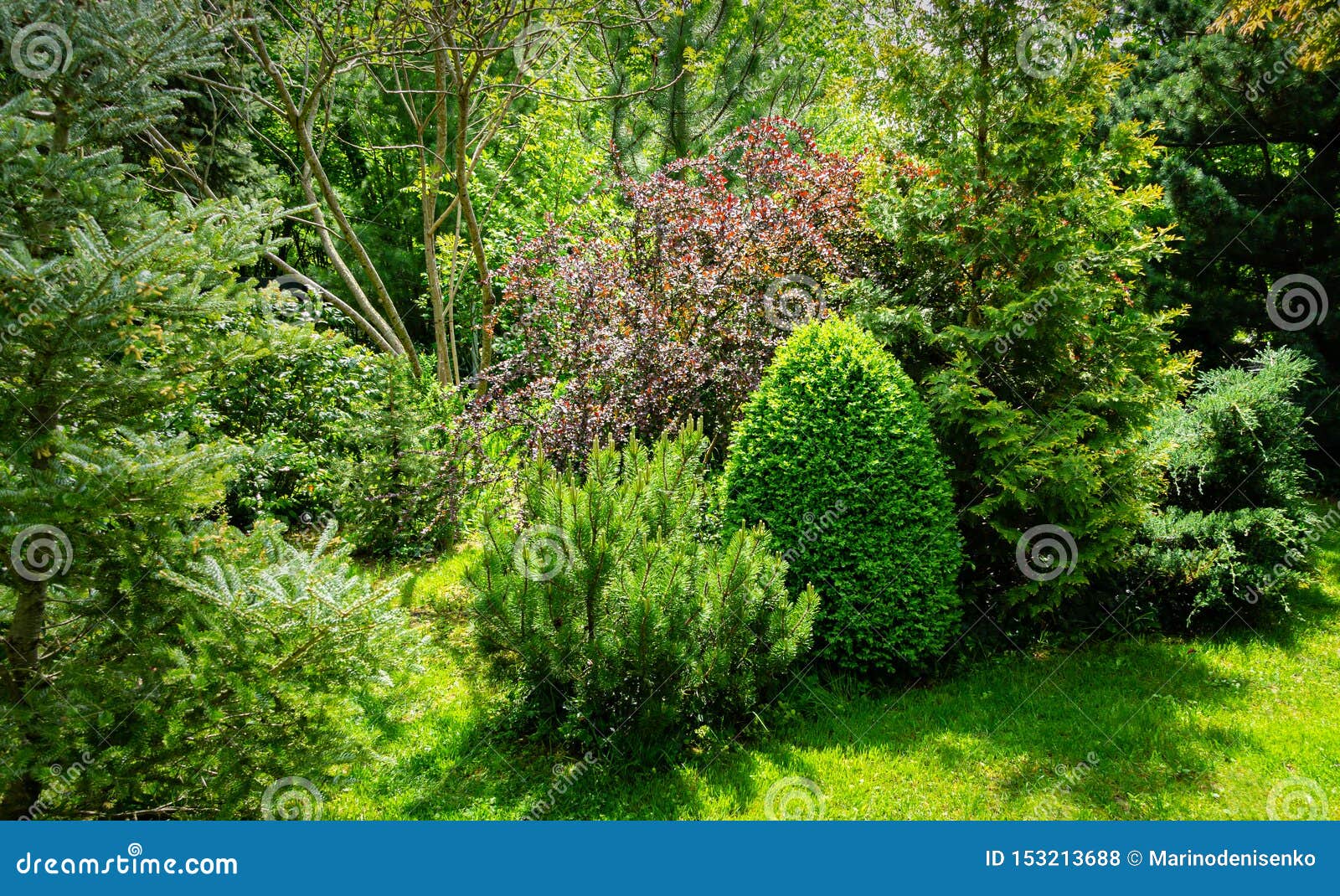 beautiful sunny landscaped garden with evergreens and green lawn. on the left is fir abies koreana silberlocke