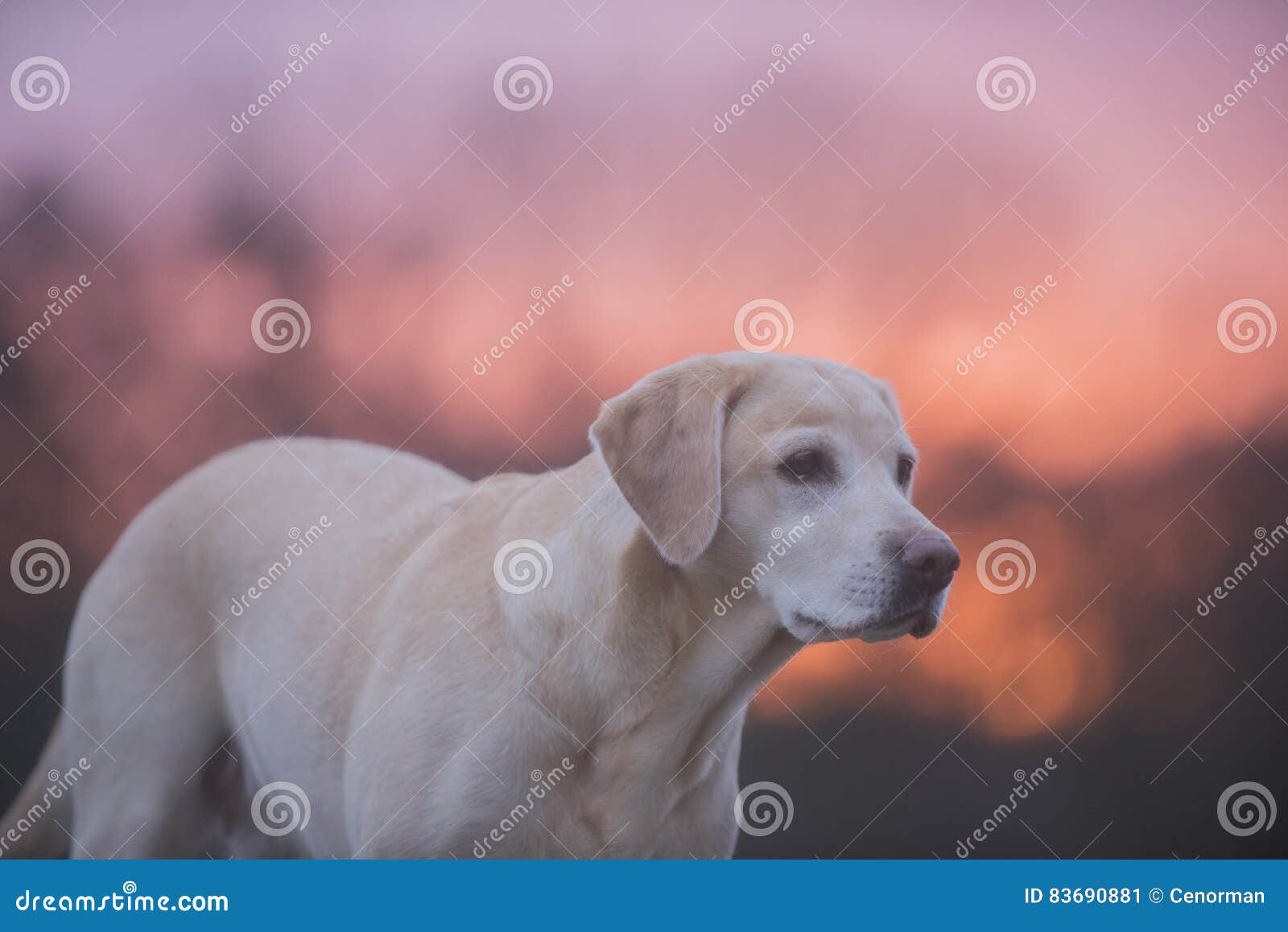 Beautiful sunrise stock image. Image of sunrays, loneliness 83690881