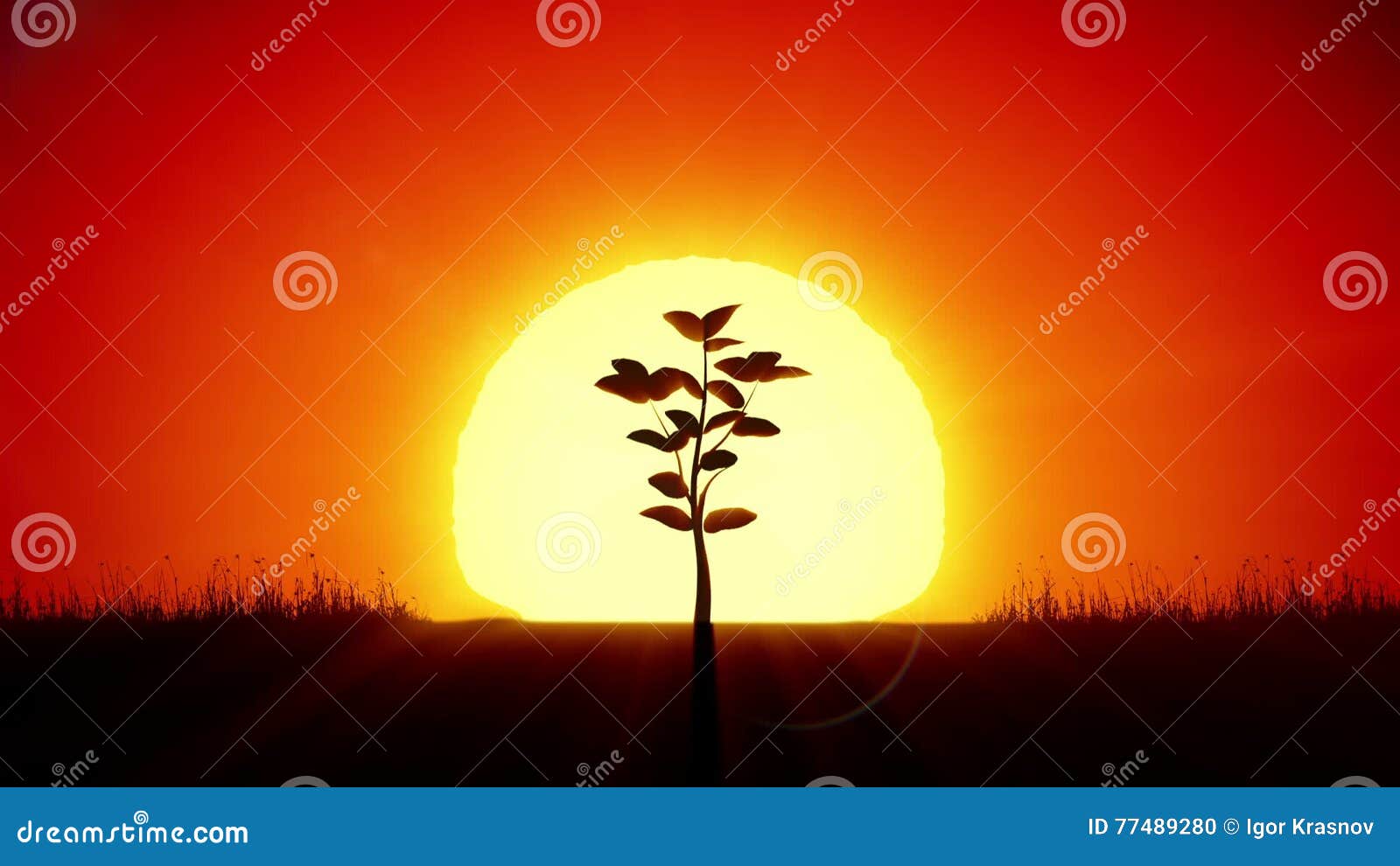 Beautiful Sunrise and Growing Tree. Achievement and Progress Concept 3d  Animation. Rising Sun Gives New Life Stock Footage - Video of idyllic,  back: 77489280