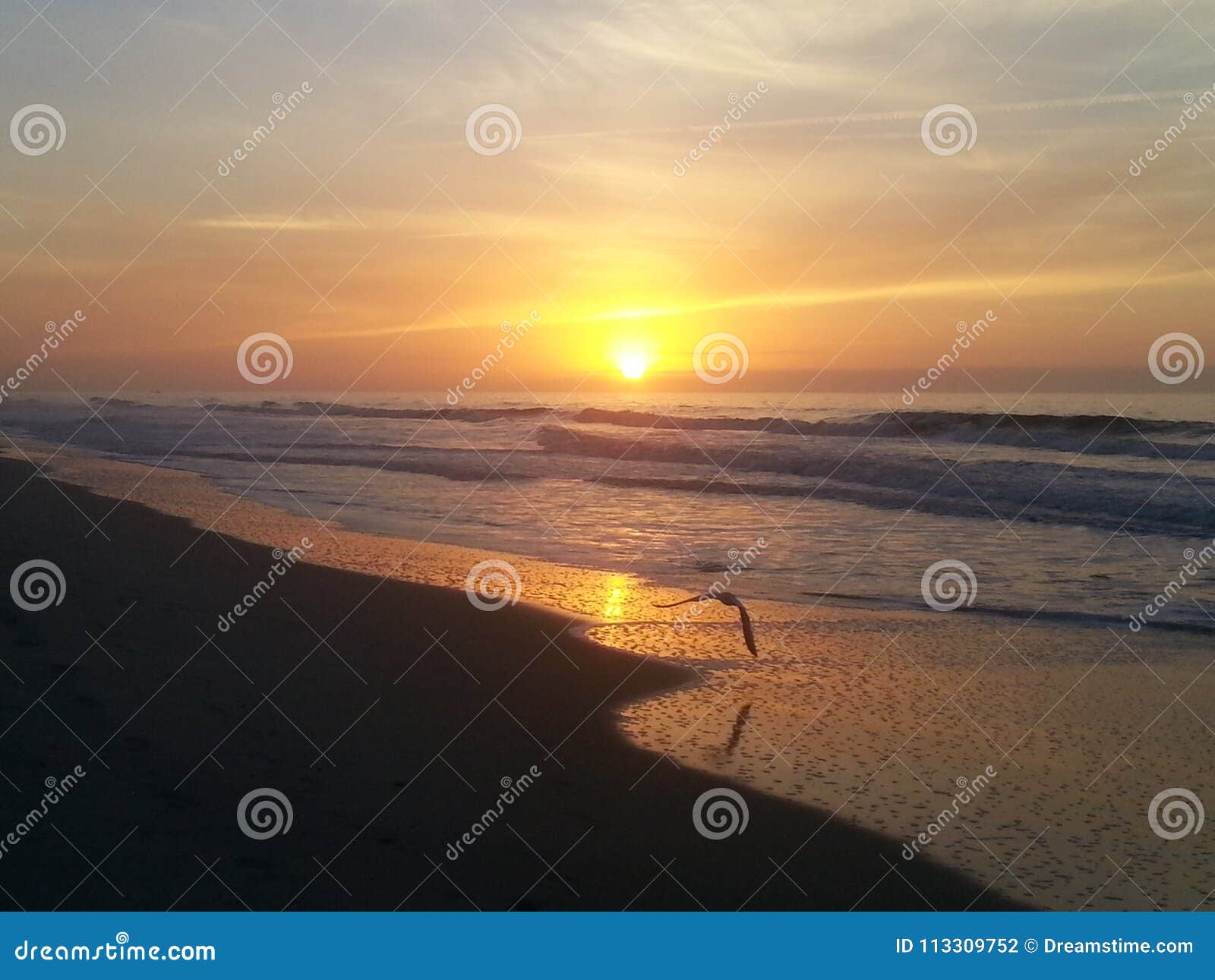 Solo Seagull Flight at Shore at Sunrise Stock Photo - Image of ocean ...