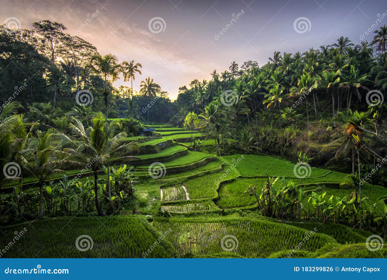 sunrise at tegalalang rice terrace, ubud bali indonesia