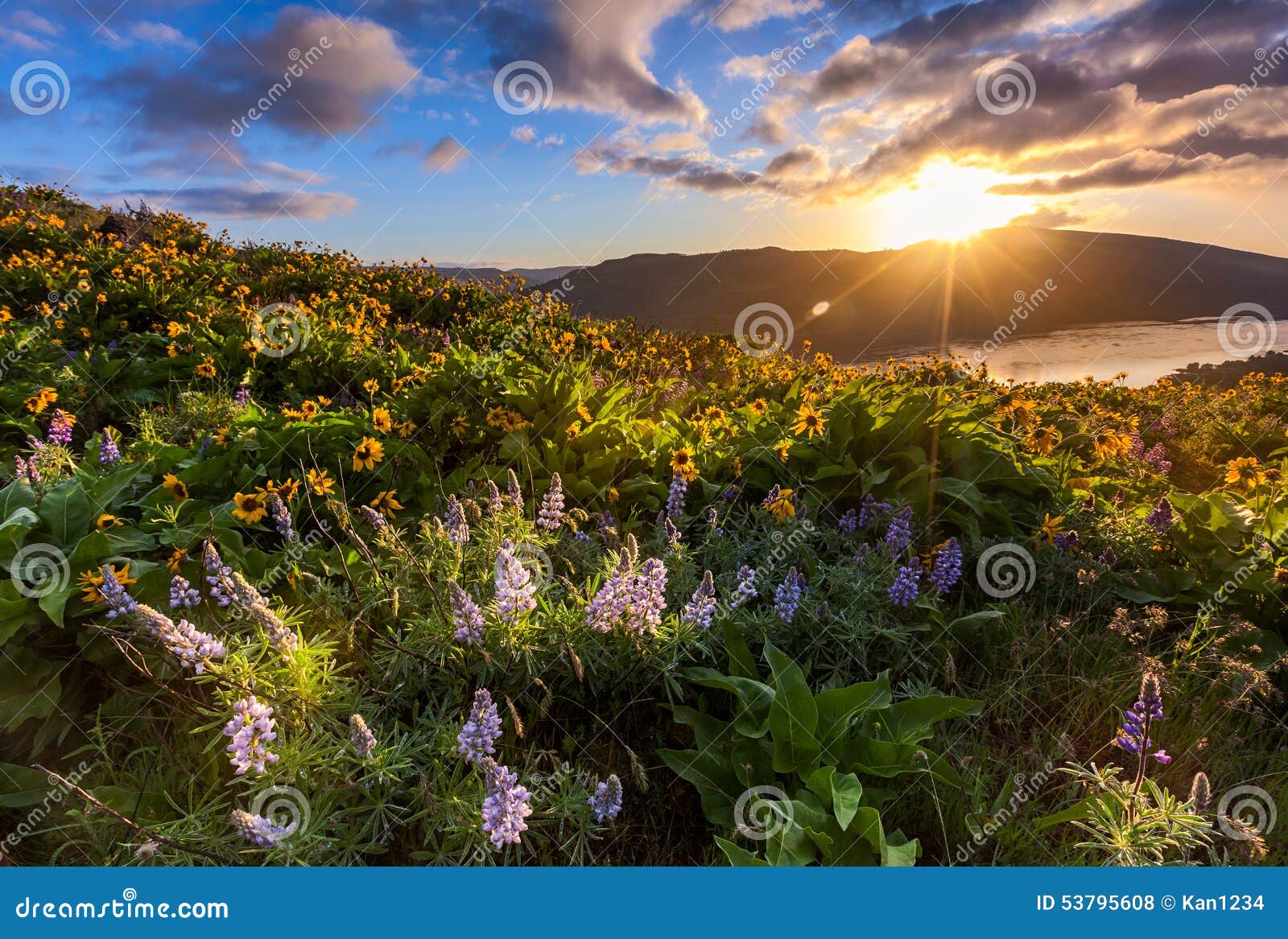 beautiful sunrise and wildflowers at rowena crest viewpoint, ore