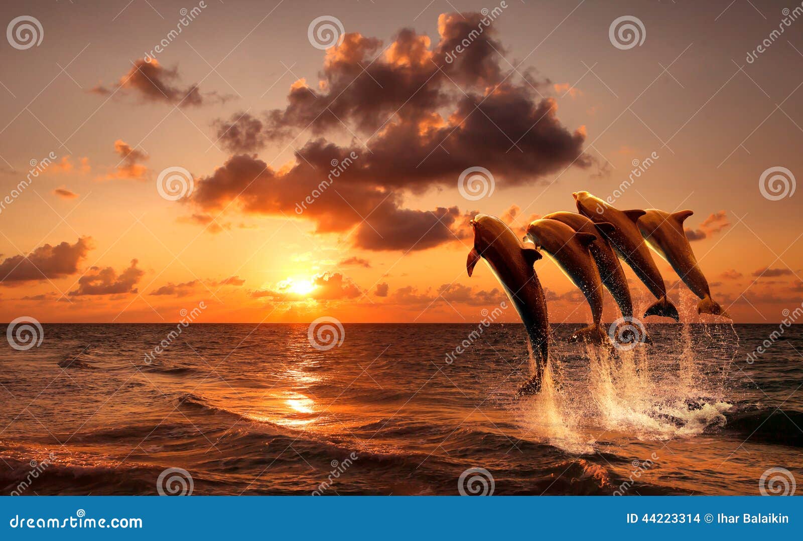 beautiful sunset with dolphins