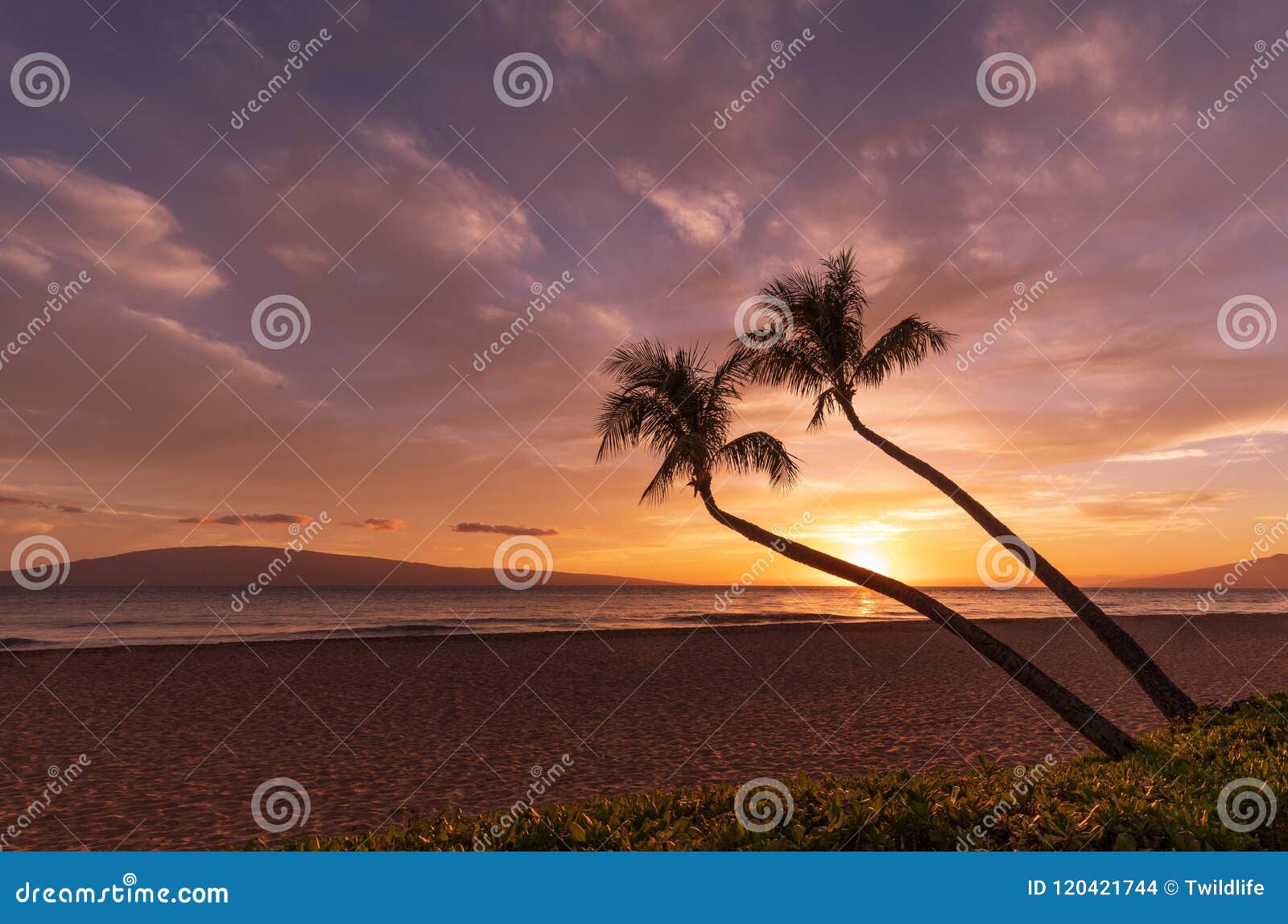 Palm Trees In A Kaanapali Beach Sunset Maui Stock Photo Image Of