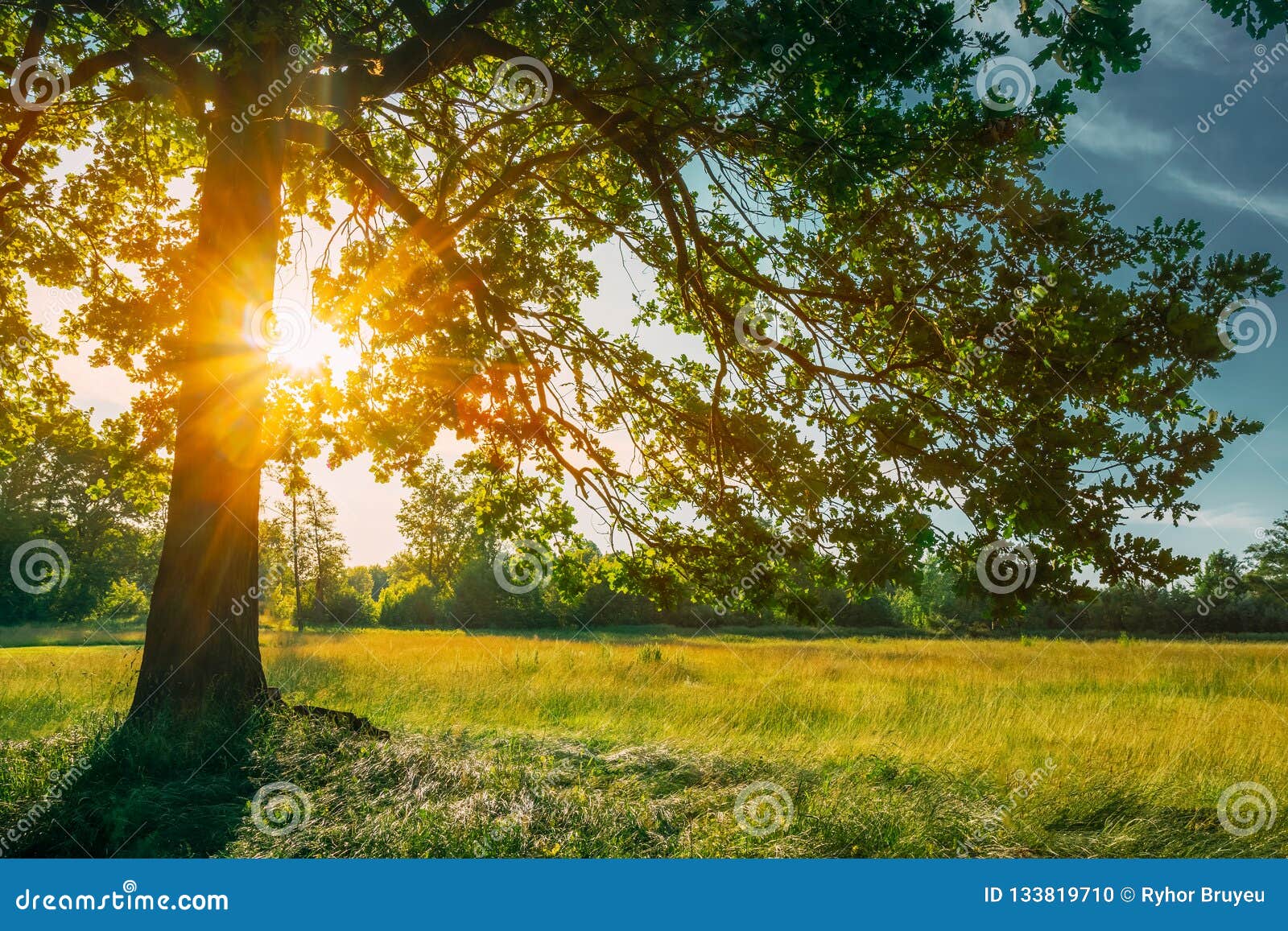 Beautiful Sunset Sunrise Sun Shining through Oak Tree Branches Stock
