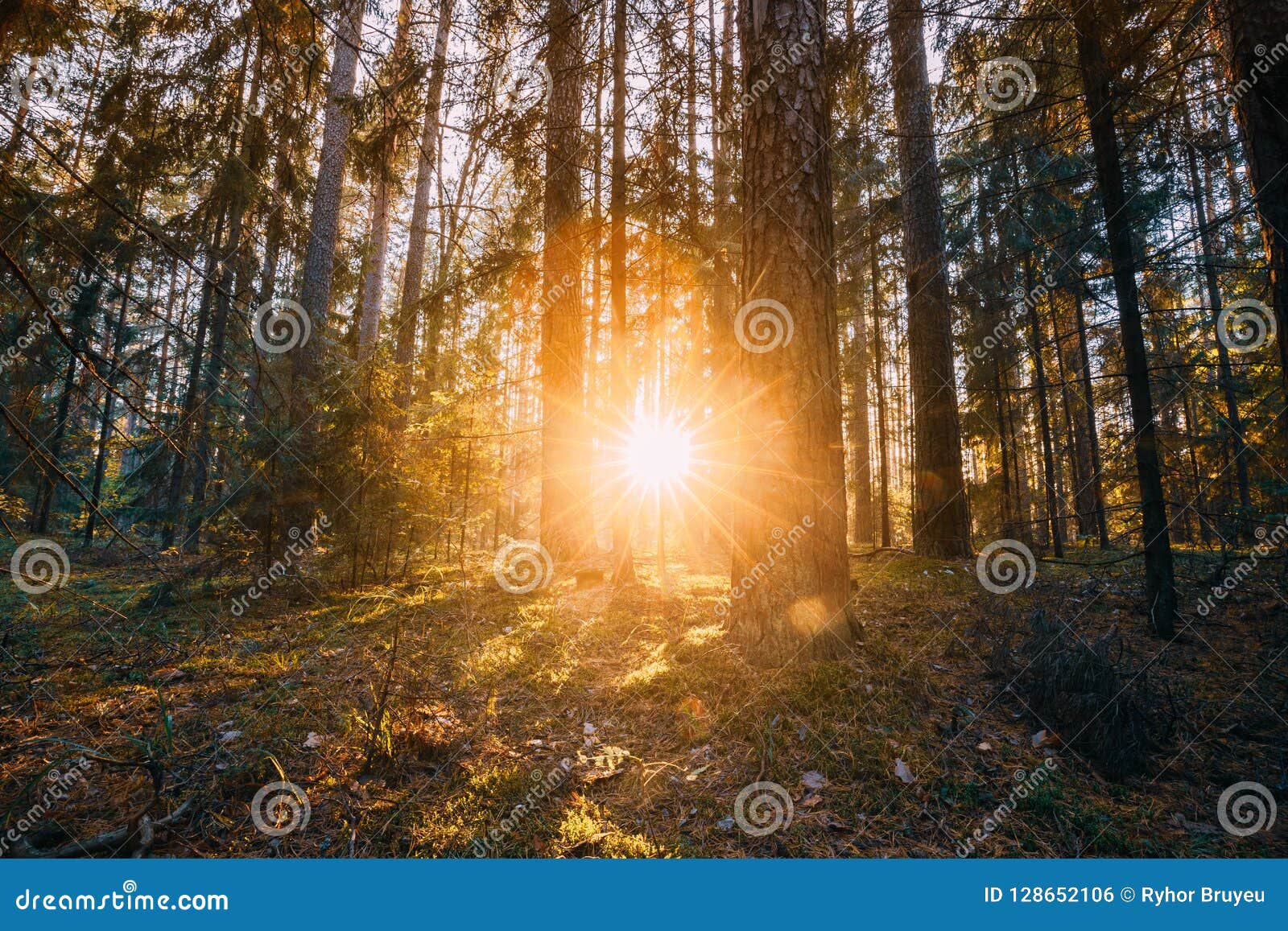 Beautiful Sunset Sunrise Sun Sunshine In Sunny Autumn Coniferous Stock