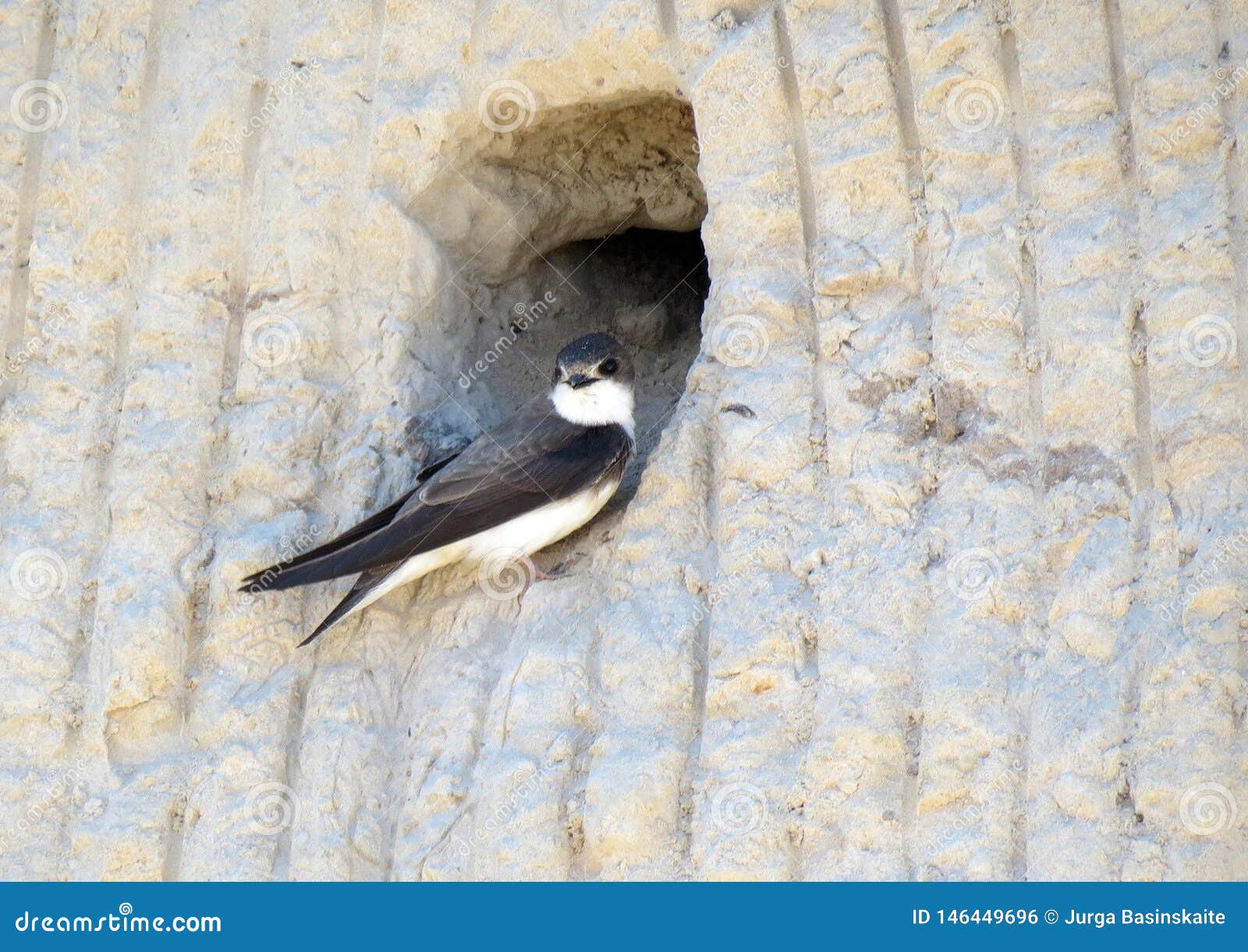 Swallow Bird in House Wall Hole, Lithuania Stock Photo - Image of fauna, white: 146449696 Swallow Bird in House Wall Hole, Lithuania Stock Photo - Image of fauna, white: 146449696