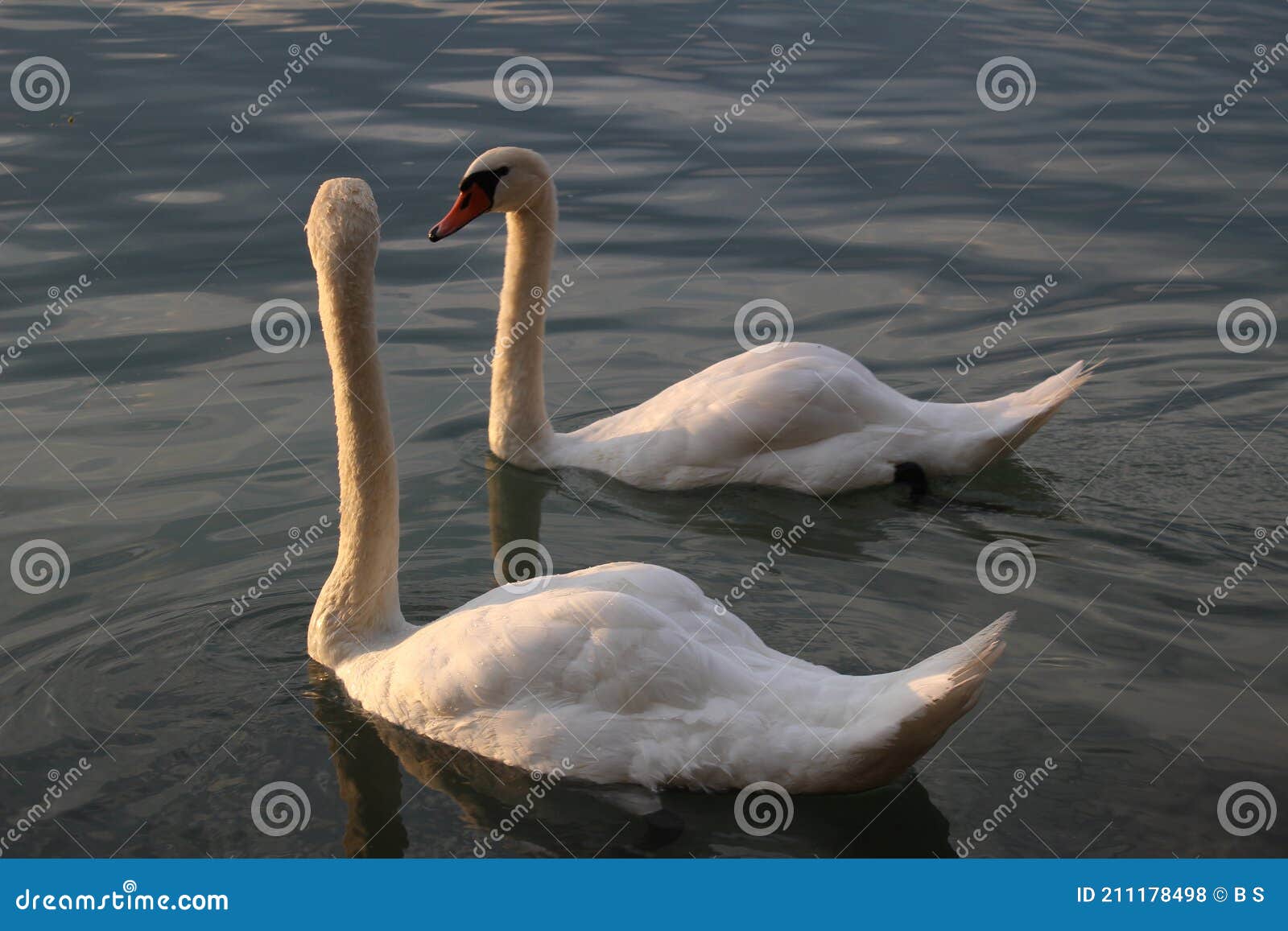 beautiful swans in the lake balaton