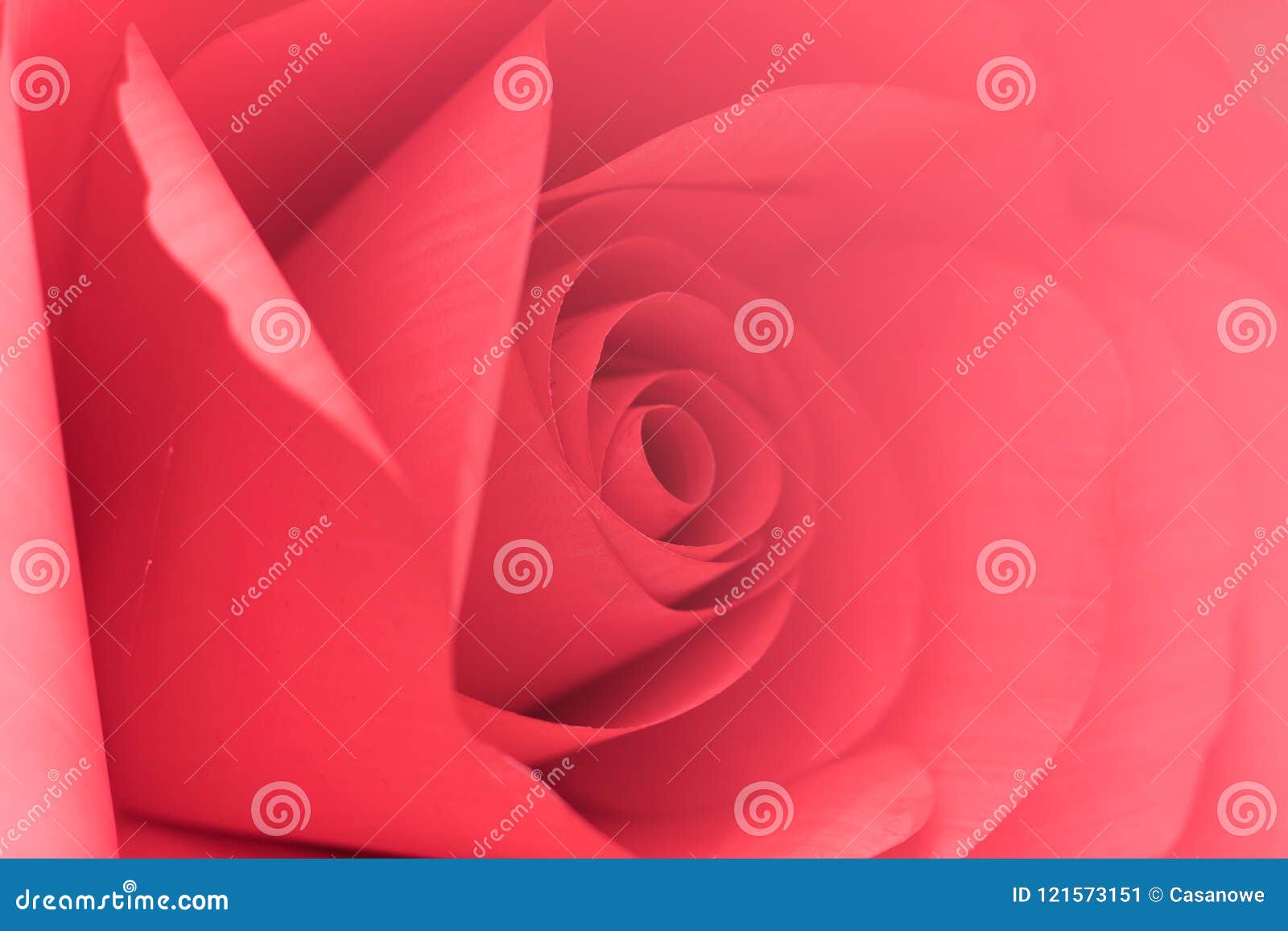 Beautiful of Sweet Color Pink Roses in Soft Style for Romance Ba Stock ...