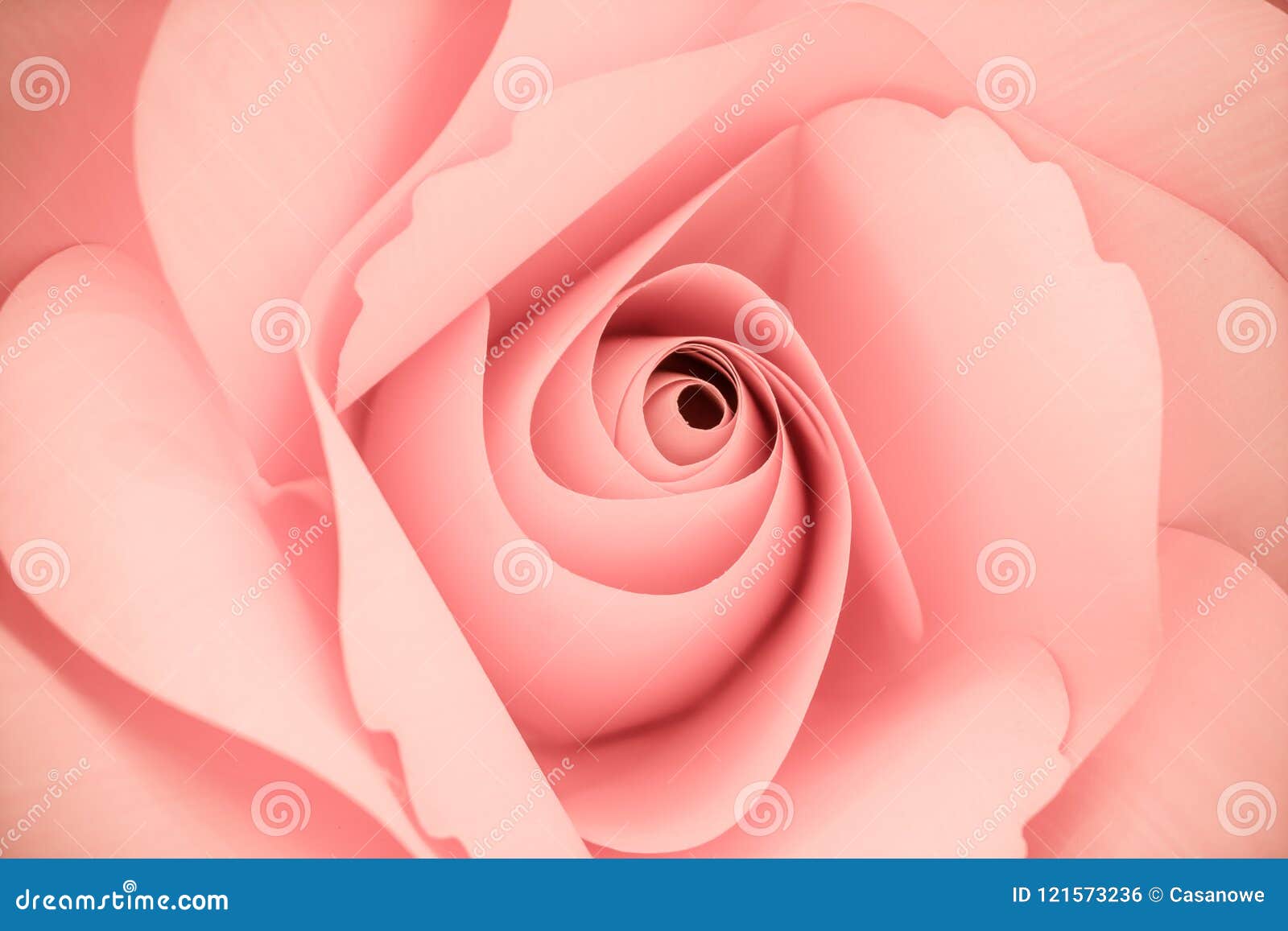 Beautiful of Sweet Color Pink Roses in Soft Style for Romance Ba Stock ...